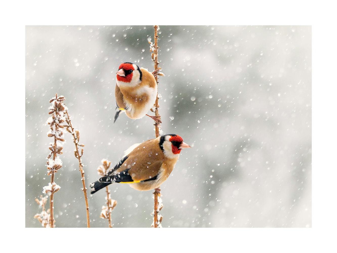 Whispers of Winter Poster 0