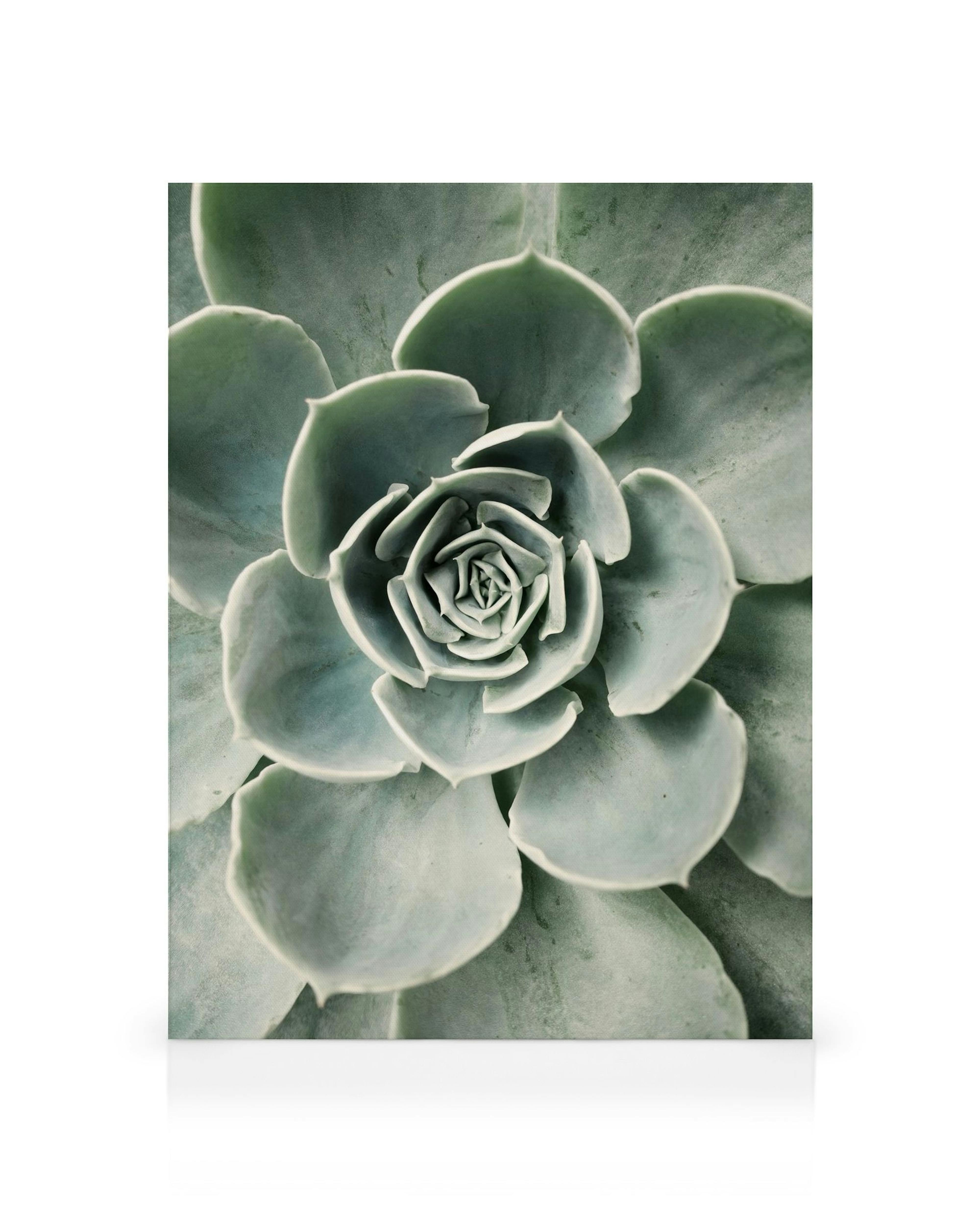 A canvas close-up of a blue-green succulent plant with detailed, layered petals, creating a natural rosette pattern.