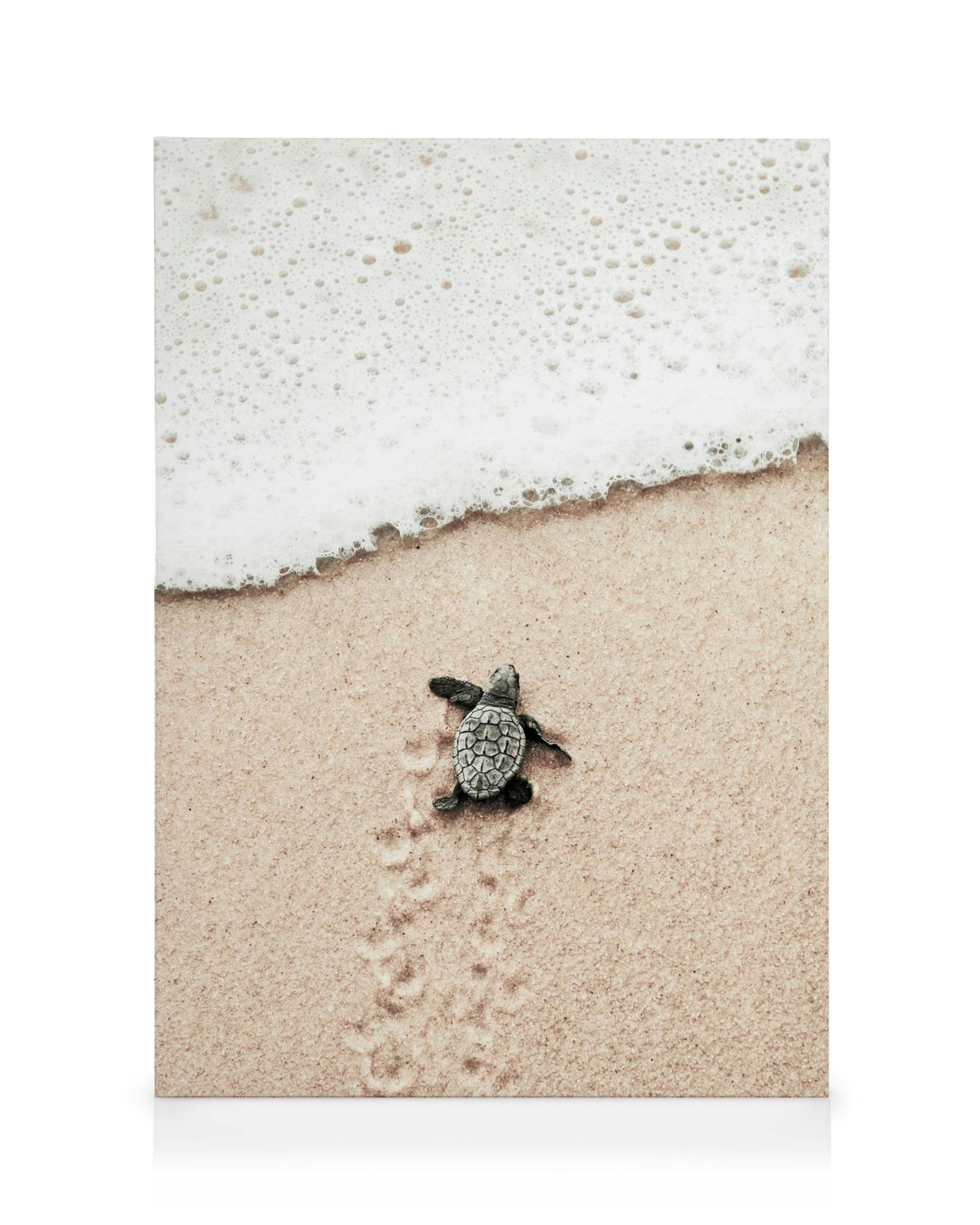 Toile dune tortue de mer nouveau-née sur le sable avec des empreintes de pattes et de lécume de vague.