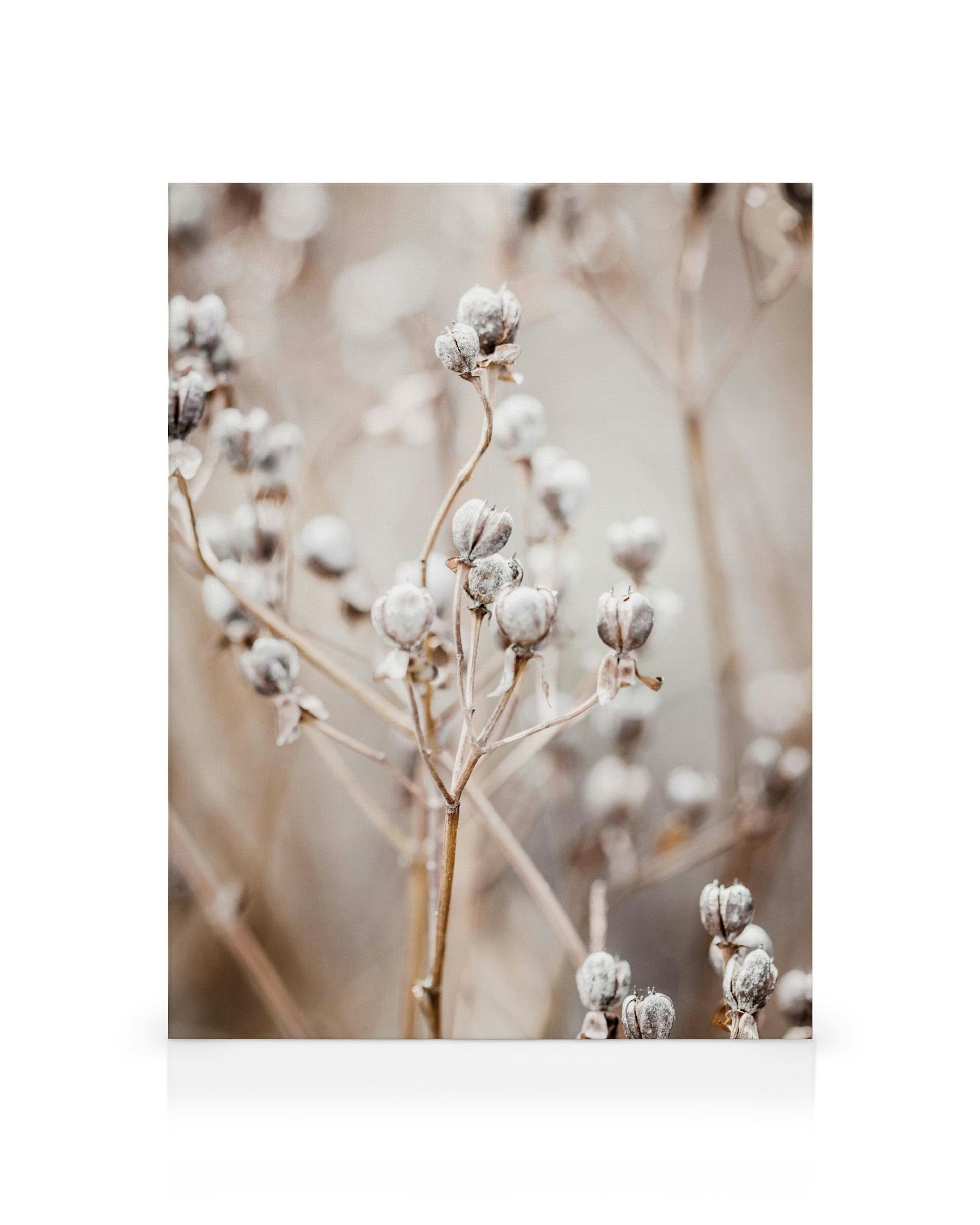 A canvas displaying dried seed pods on delicate stems in natural beige and brown tones with a soft, blurred background.