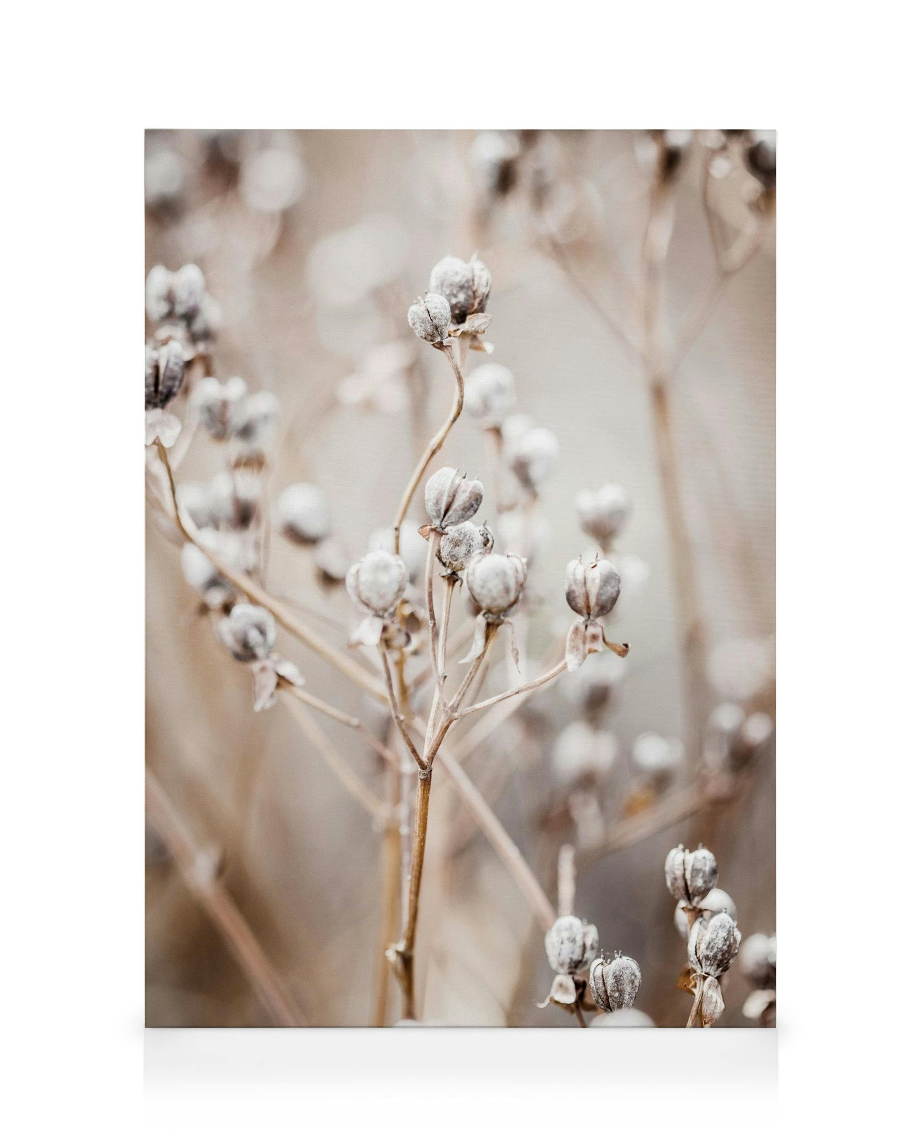Lienzo de plantas secas en tonos marrones y beige con enfoque suave al fondo.