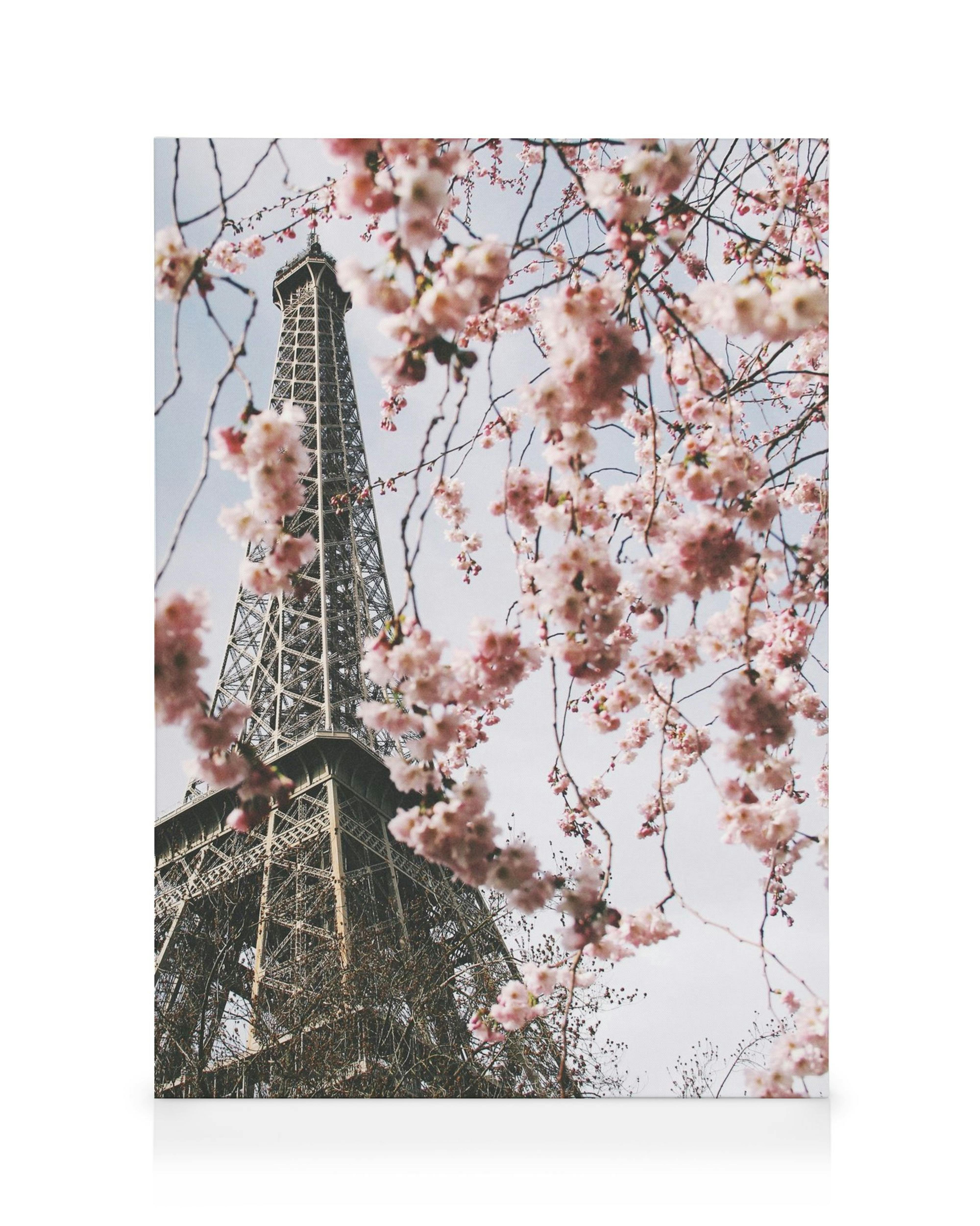 Lienzo de la Torre Eiffel vista a través de ramas de cerezo en flor rosadas, bajo un cielo claro.