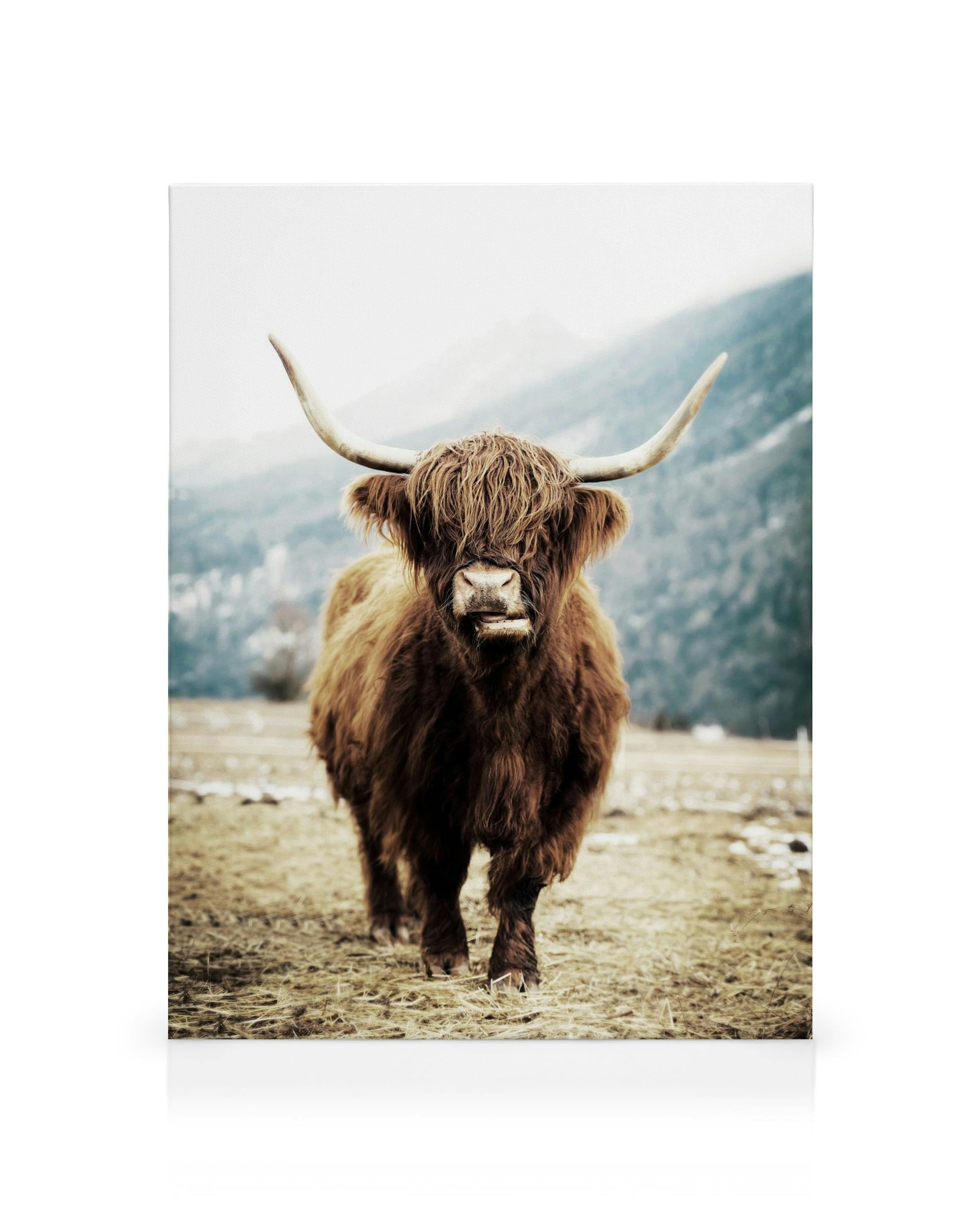 A canvas of a shaggy brown Highland cow with large horns, standing in a field against a muted mountain background.