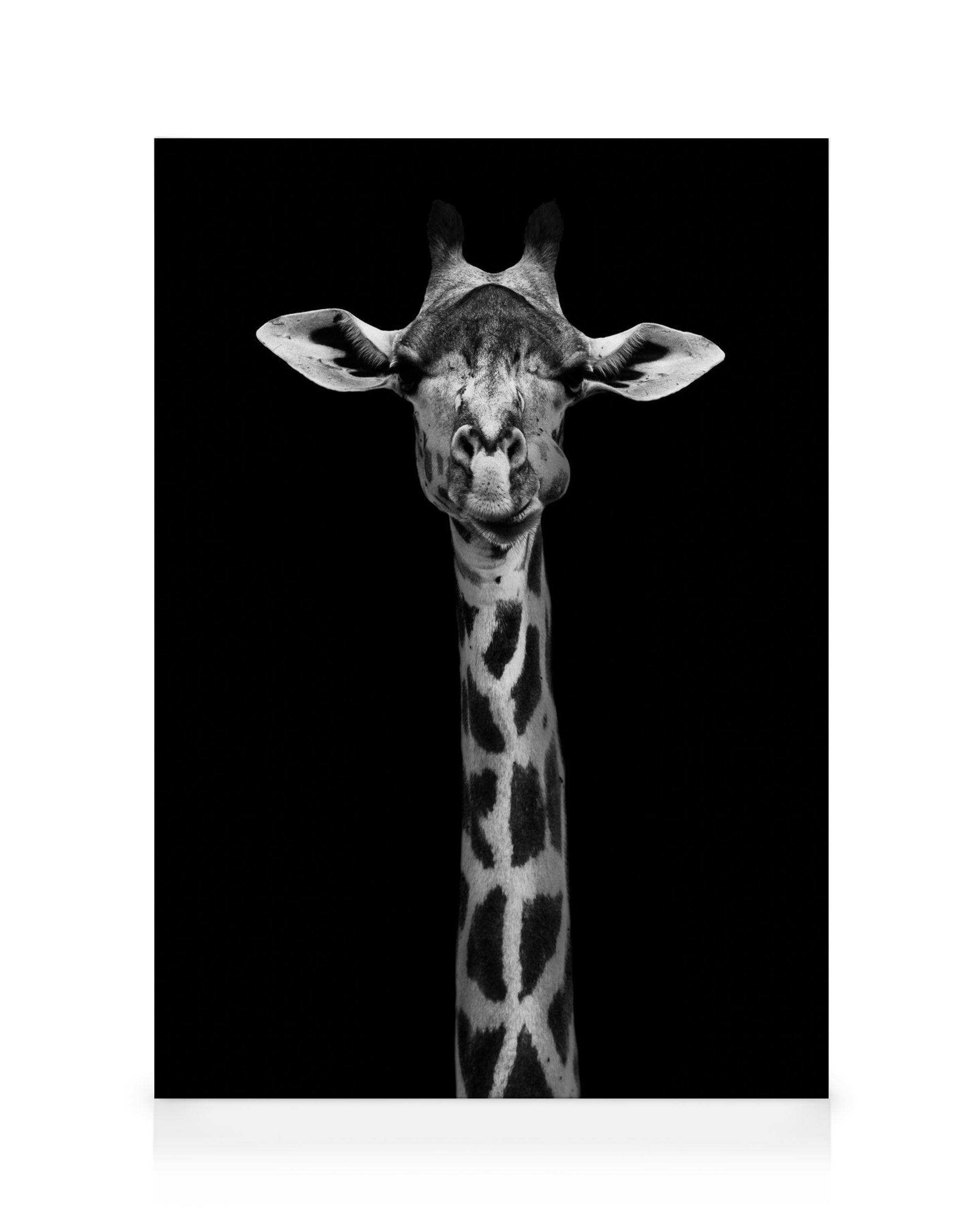 Canvastavlor - Giraff på svart canvastavla (30x40 cm) - Poster Store