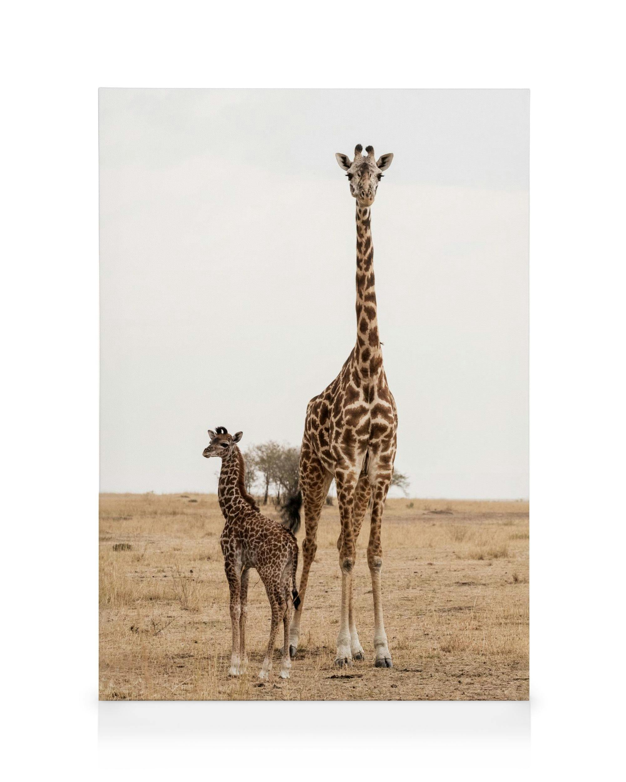 Canvas Prints - Mother and Baby Giraffe Canvas print (50x70 cm) - Poster Store