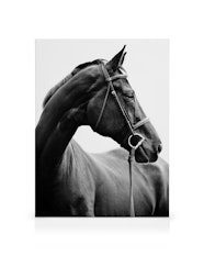 Mustavalkoinen Hevonen Juliste Portrait Of Horse Posterstore fi