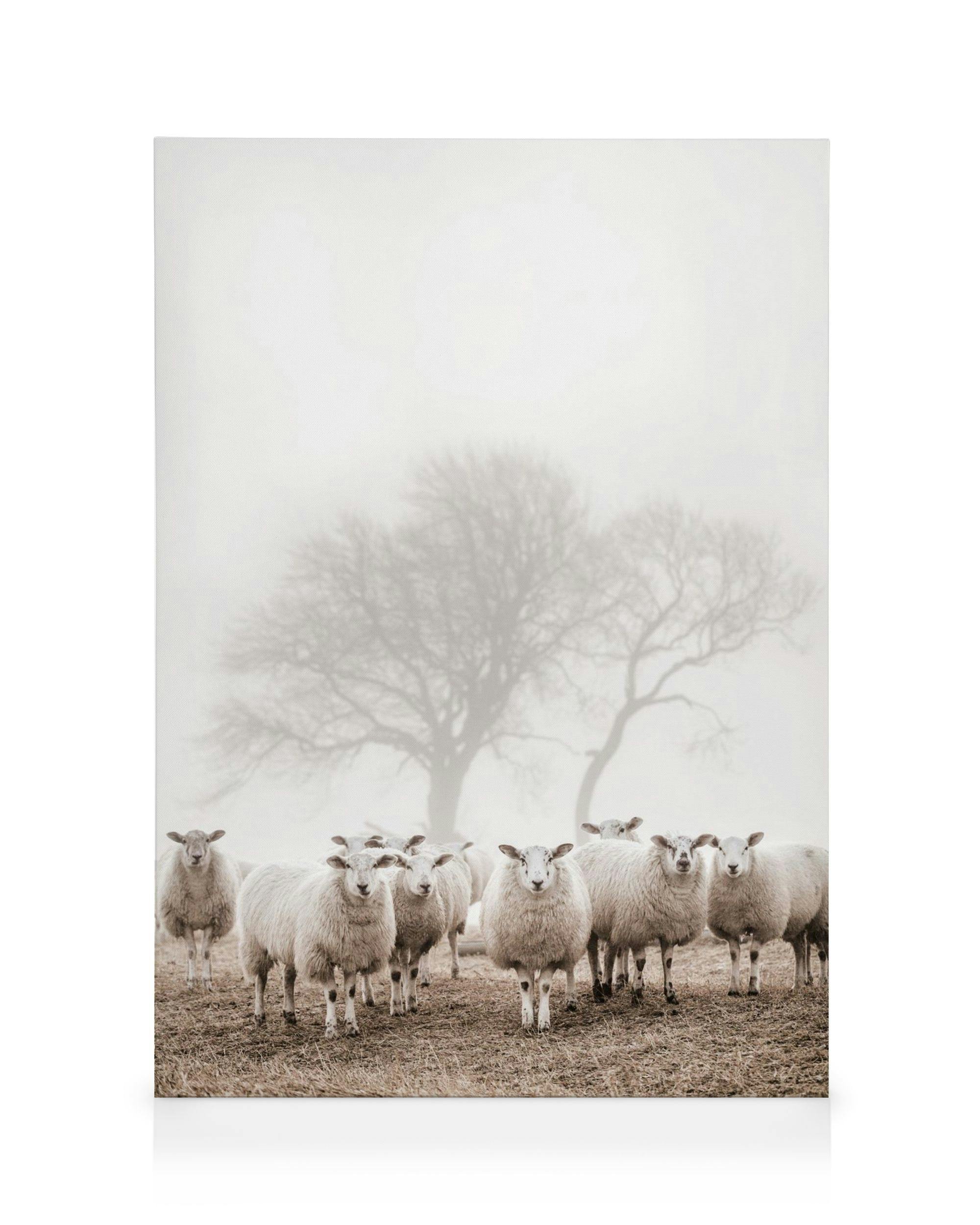 Canvas Prints - Sheep Herd Canvas print (30x40 cm) - Poster Store