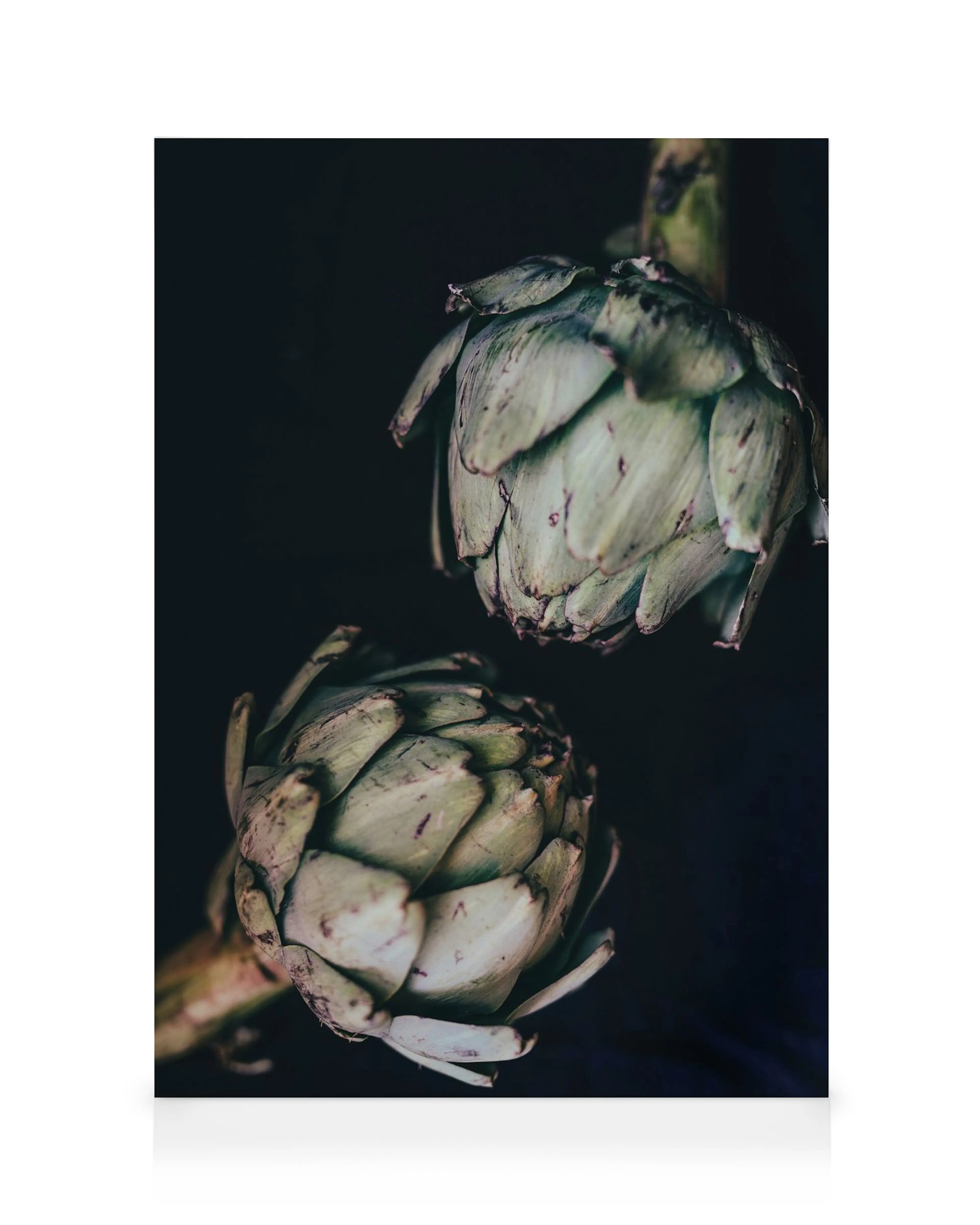 Artichokes Canvas print 0