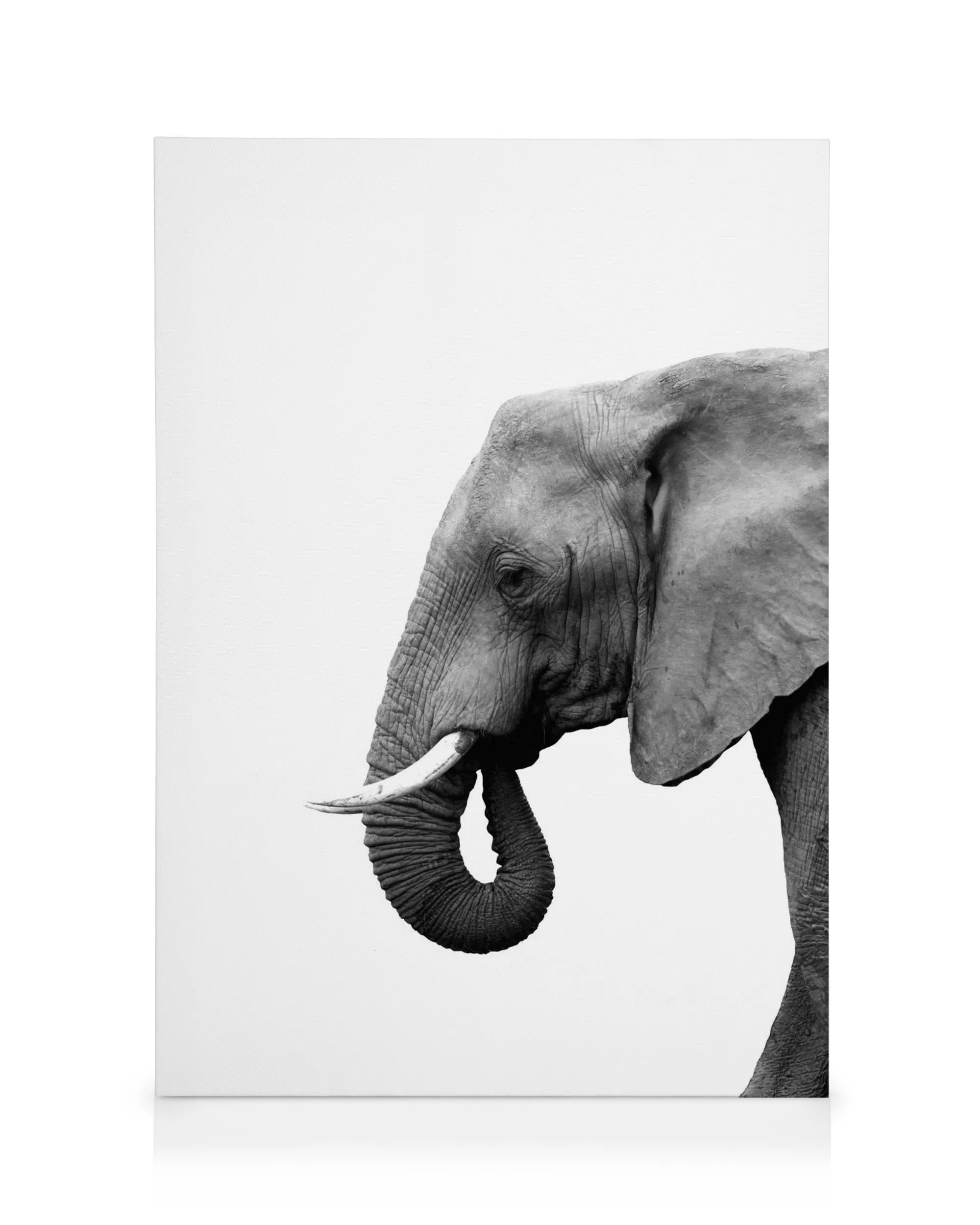 Elephant From Side Canvas print 0