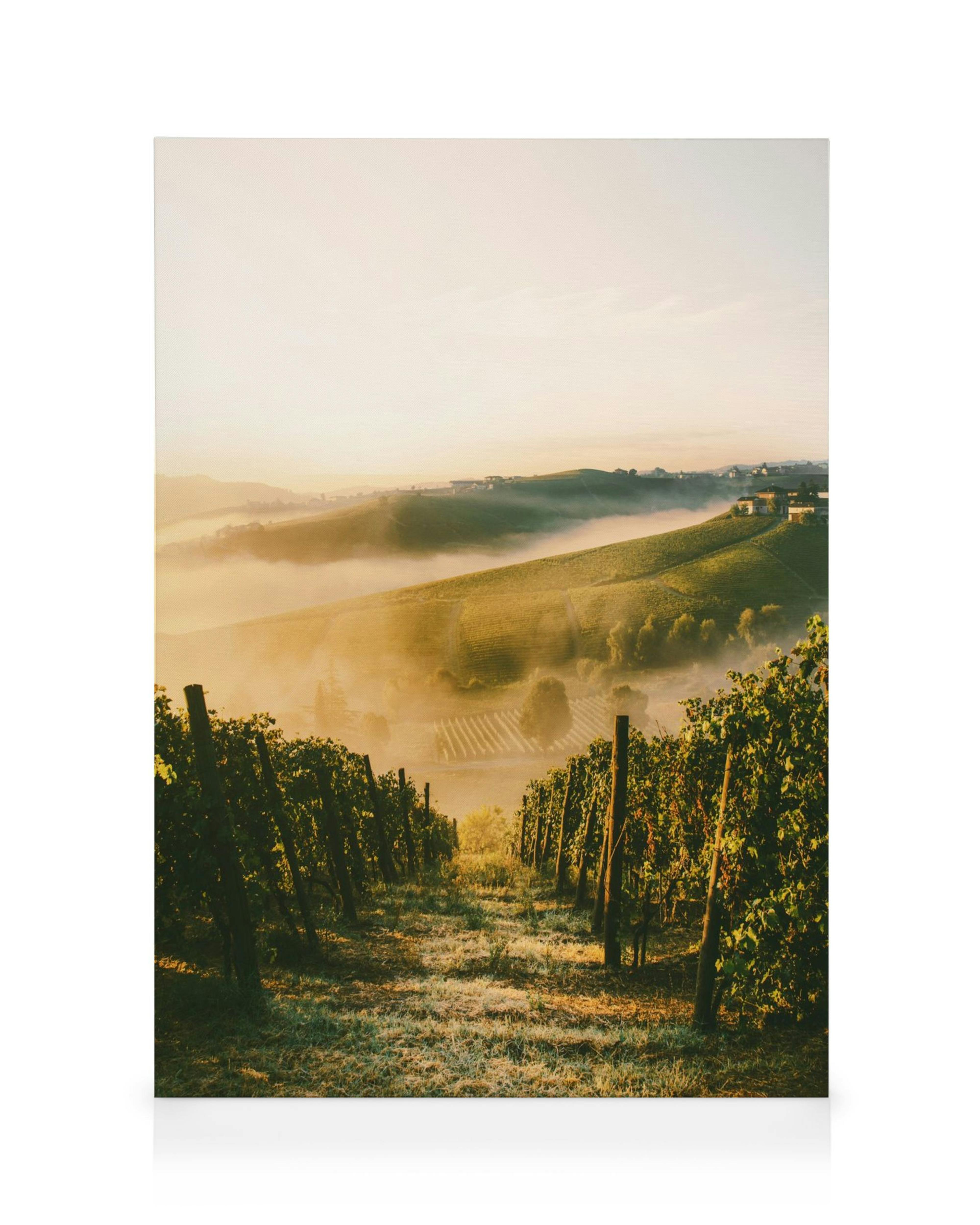 Langhe Vineyard Leinwandbild 0