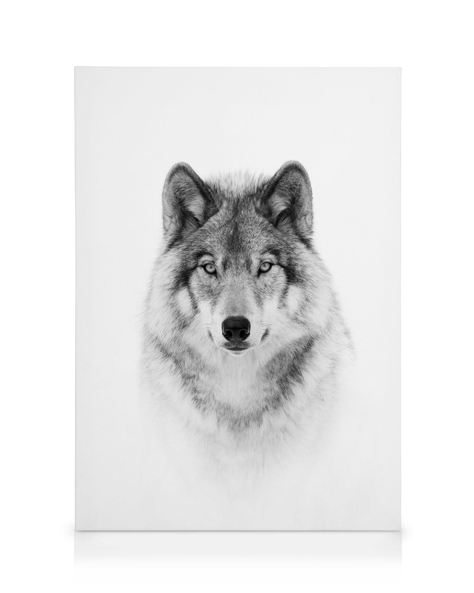Wolf canvas (50x70 cm) - Poster Store