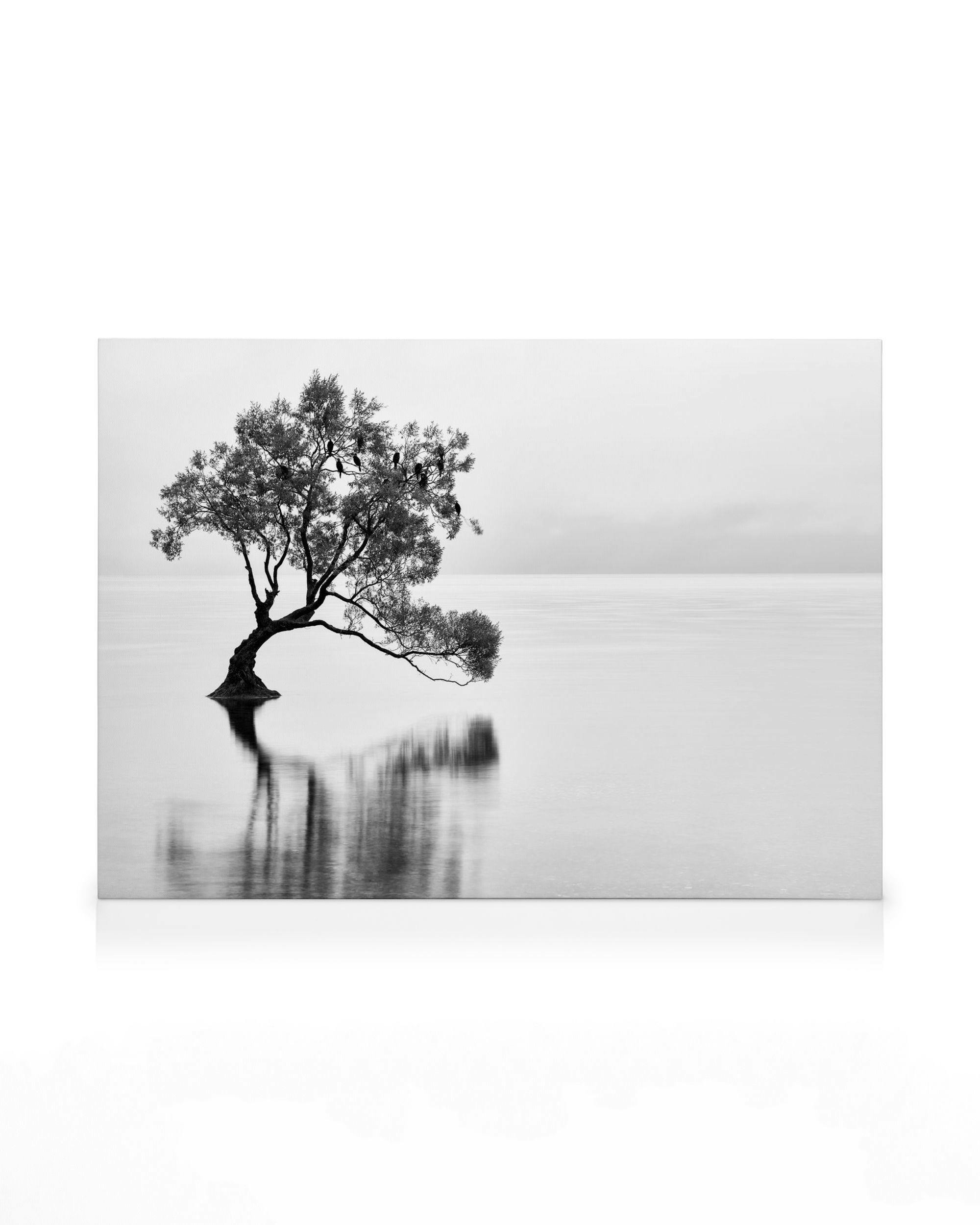 Eenzame Wanaka Tree Canvas (30x40 cm - Fotolijst Eiken) - Poster Store