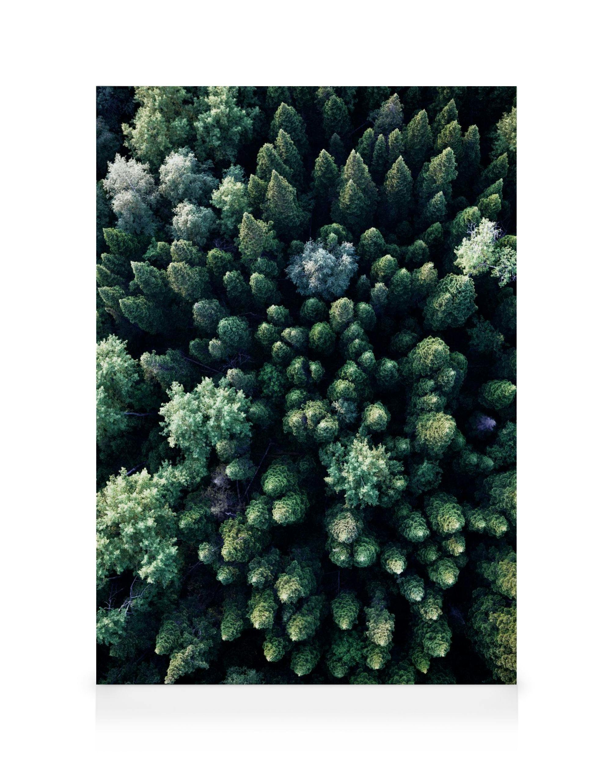 Skog lerretsbilde fra luften (50x70 cm - Eikeramme) - Poster Store