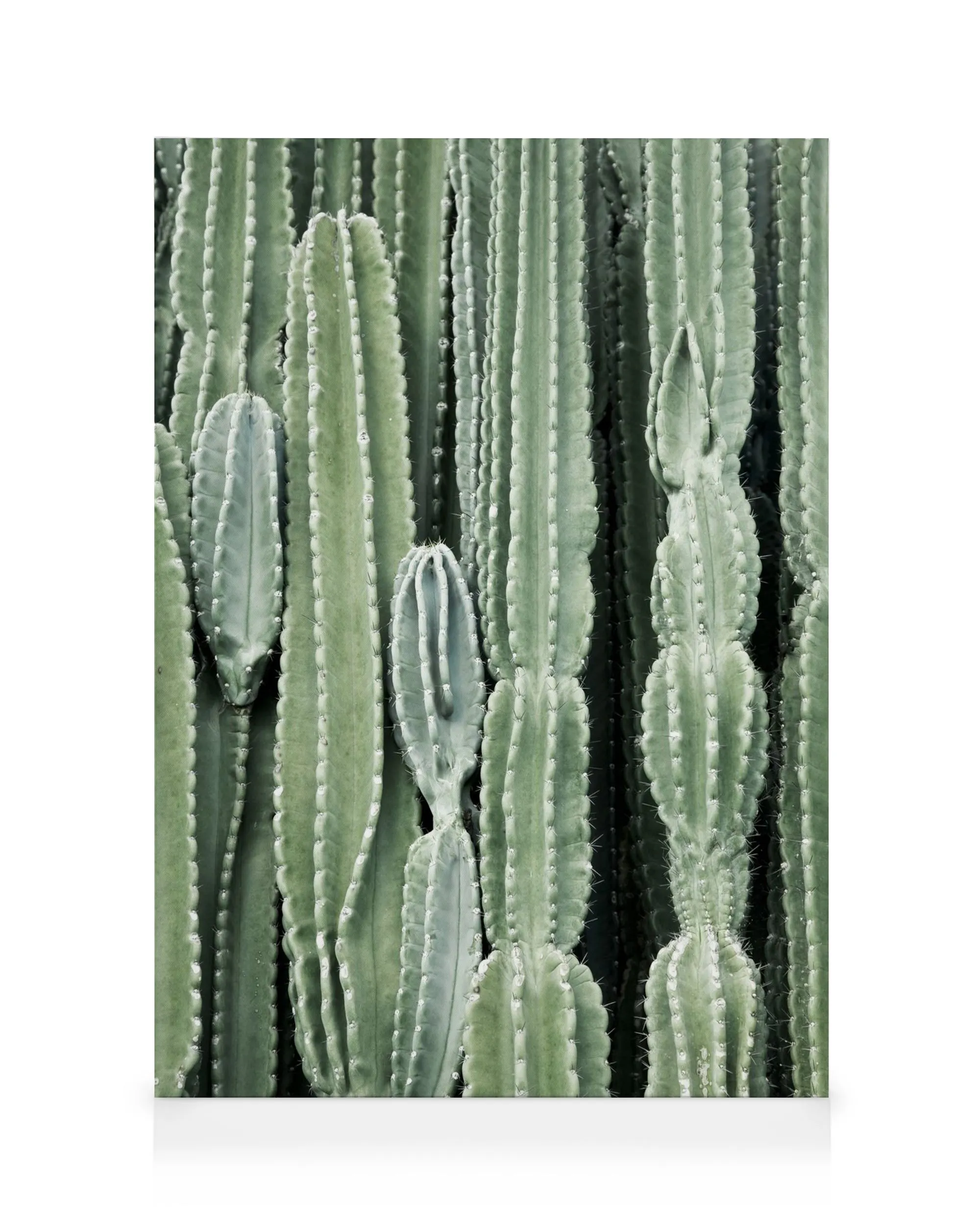 Cactus, Canvas print 0