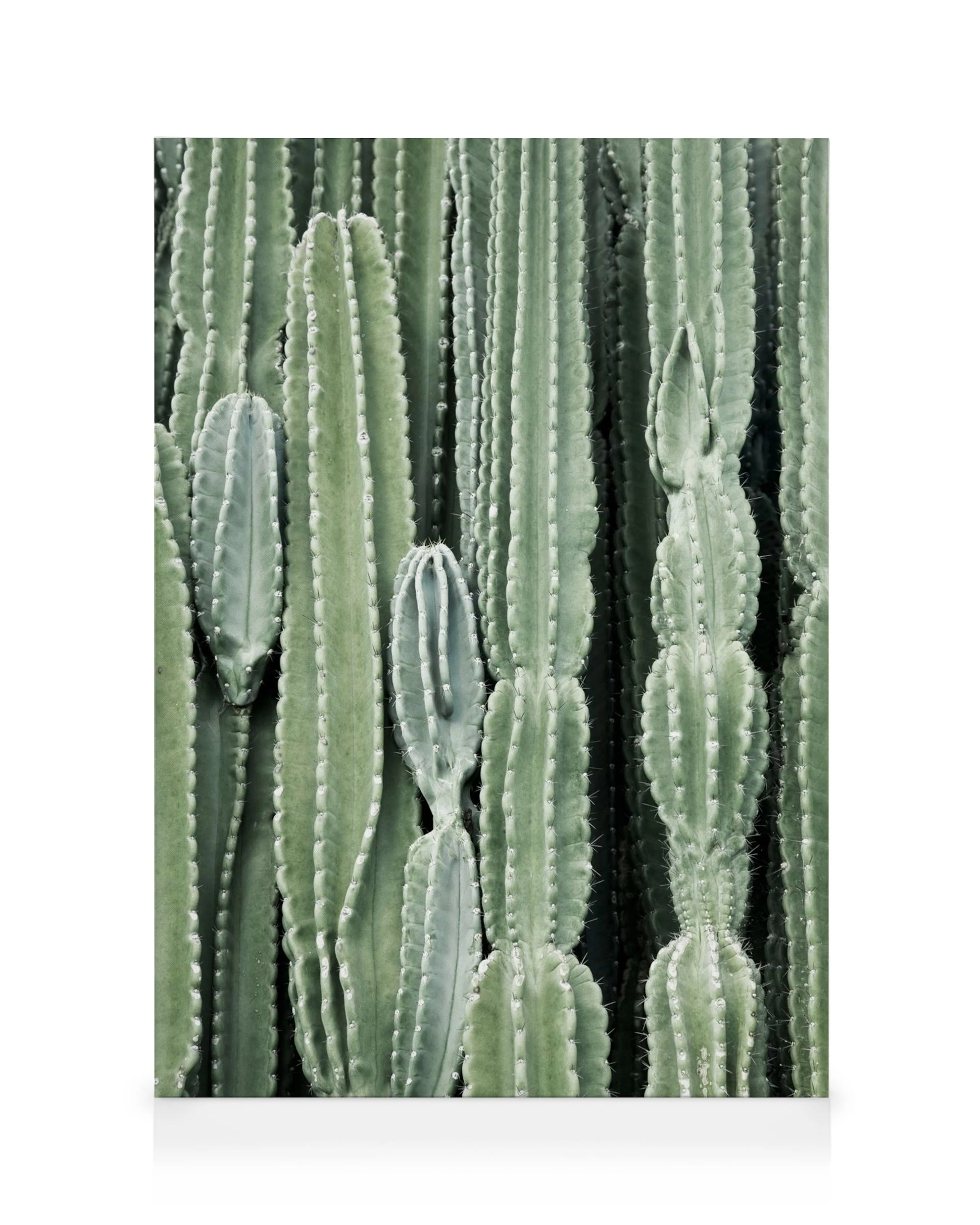 Cactus, Canvas print 0