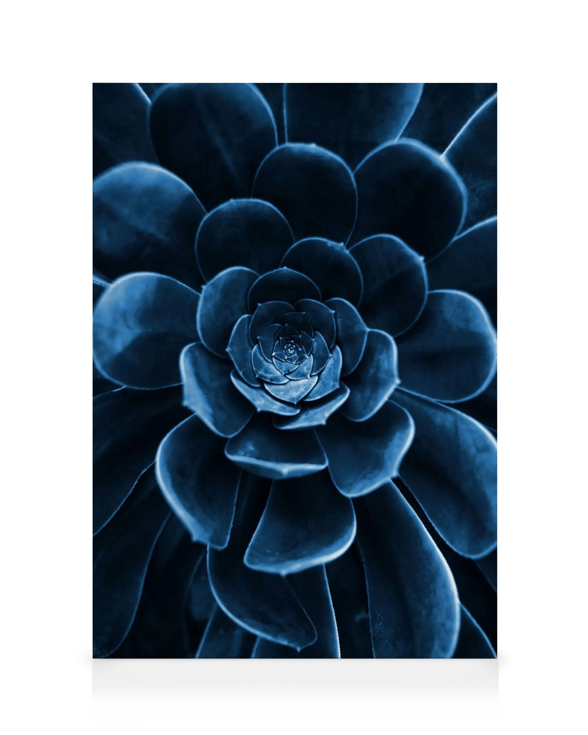 Blue Succulent Canvas print 0