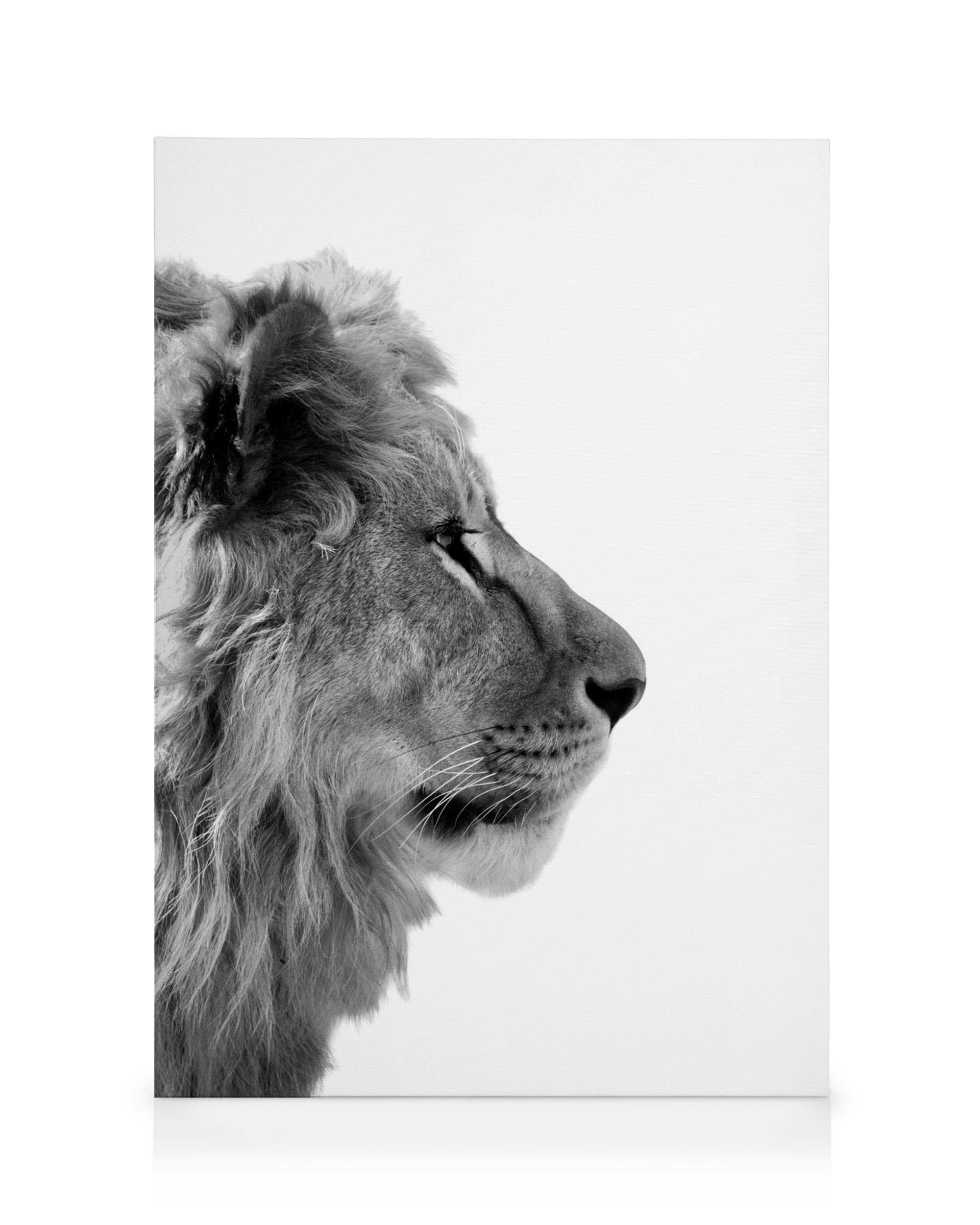 Canvas Prints - Lion From Side Canvas print (30x40 cm - Oak Frame) - Poster Store