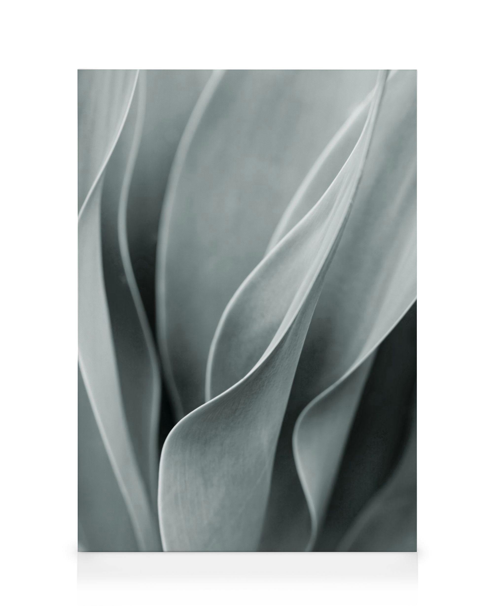 Agave blad No3 lerretsbilde (50x70 cm - Svart Ramme) - Poster Store