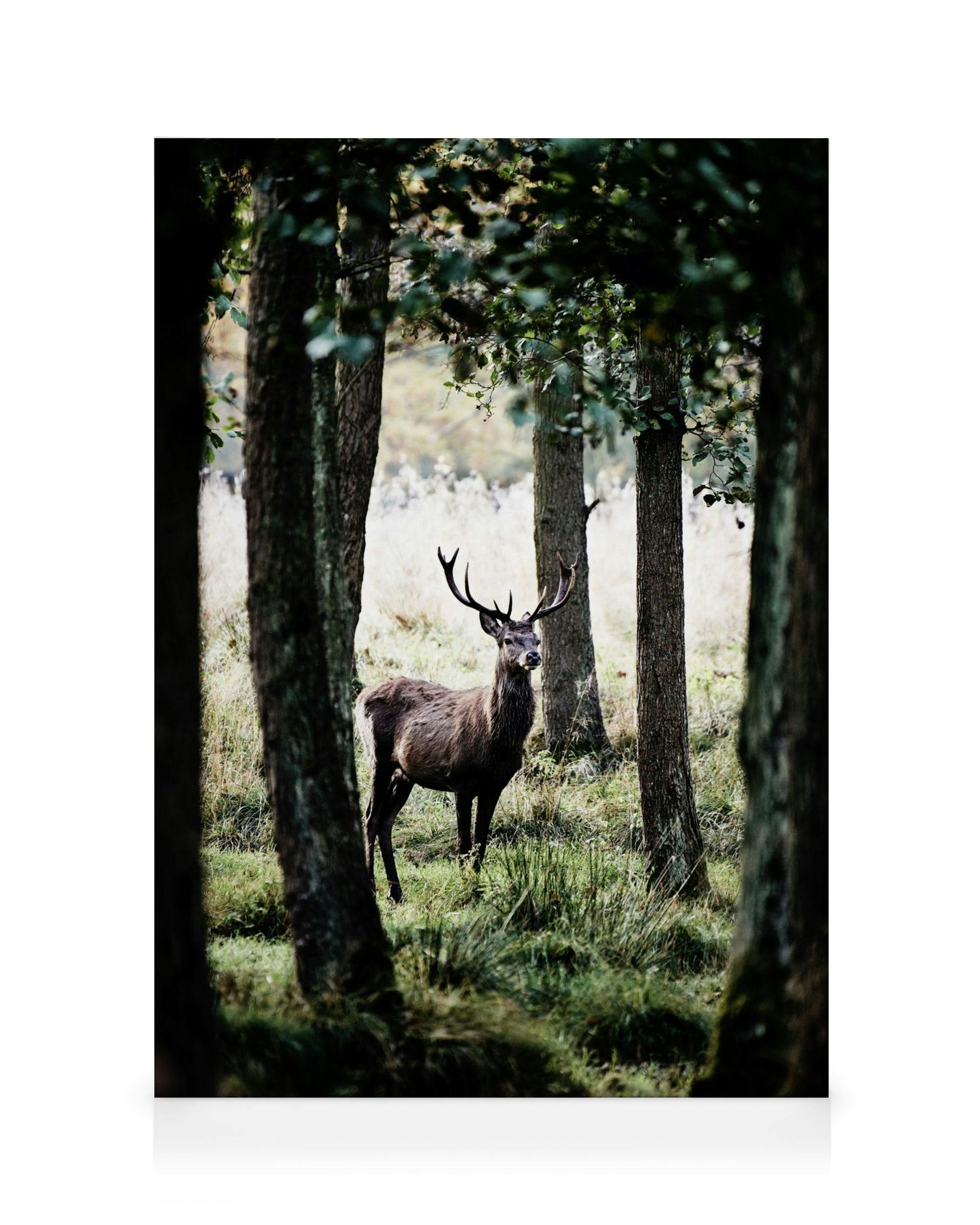 Hjort i skog lerretsbilde (70x100 cm - Svart Ramme) - Poster Store
