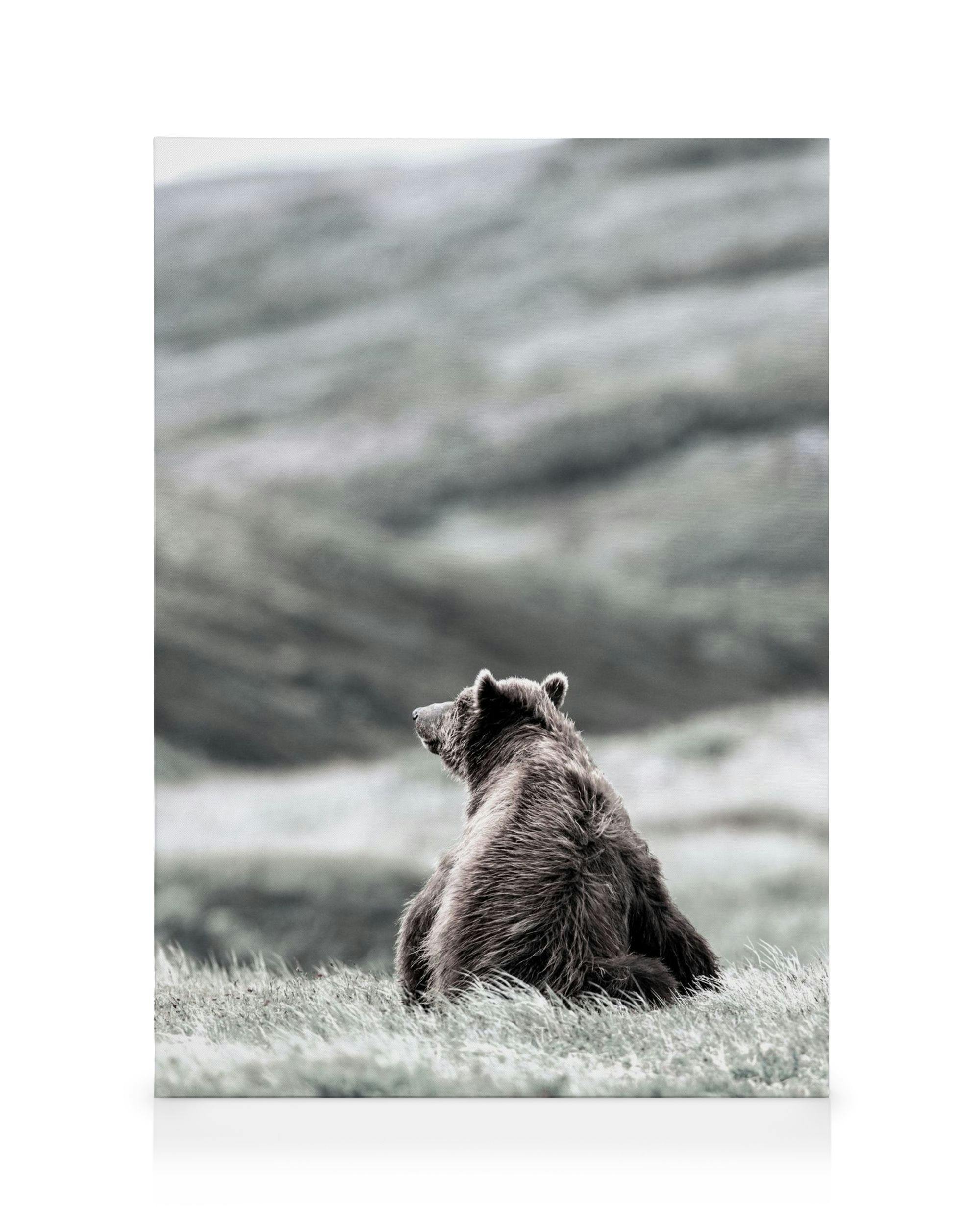 Canvas Prints - Thinking Bear Canvas print (50x70 cm - Oak Frame) - Poster Store