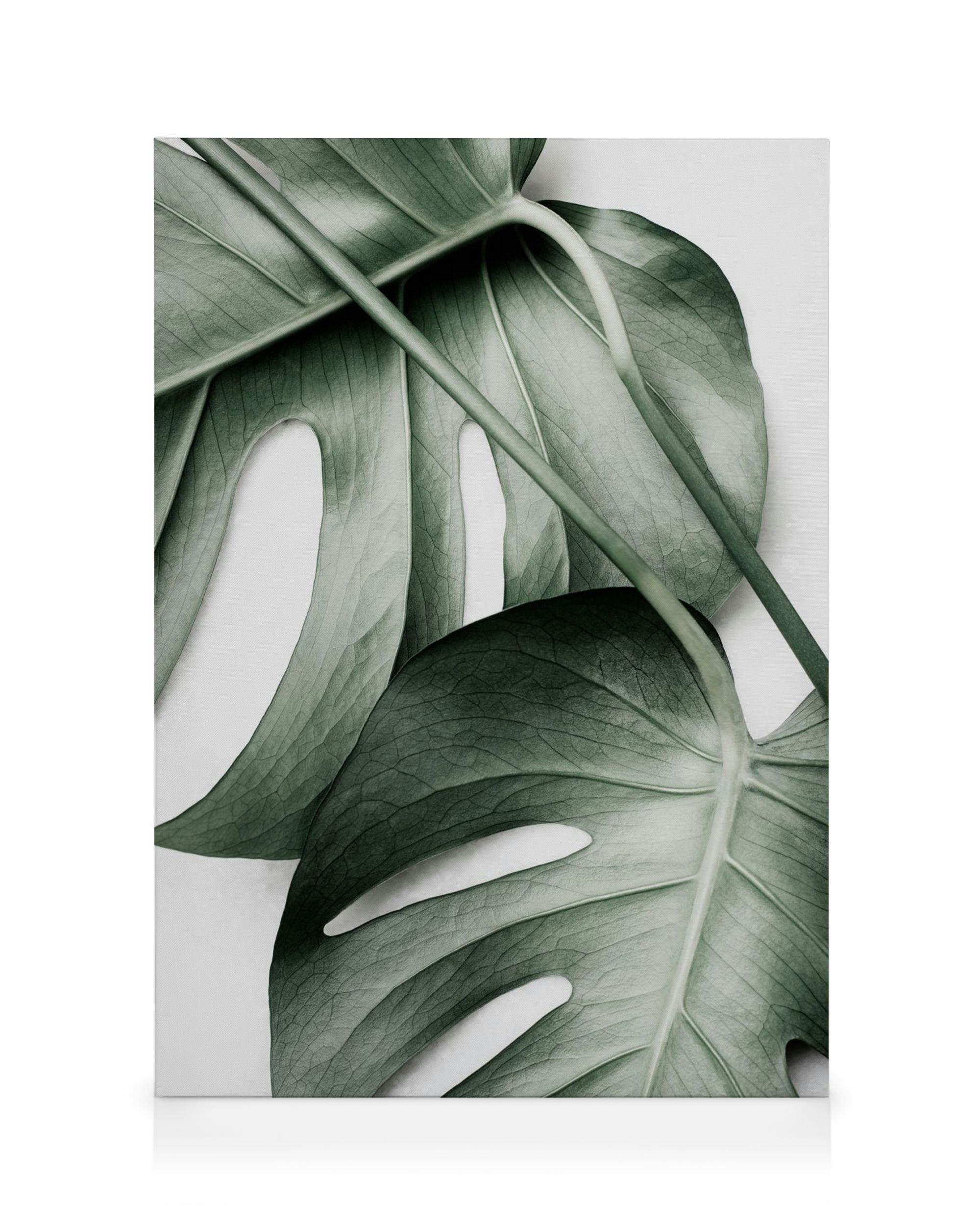 Canvas Prints - Monstera Pair Canvas print (50x70 cm - Black Frame) - Poster Store