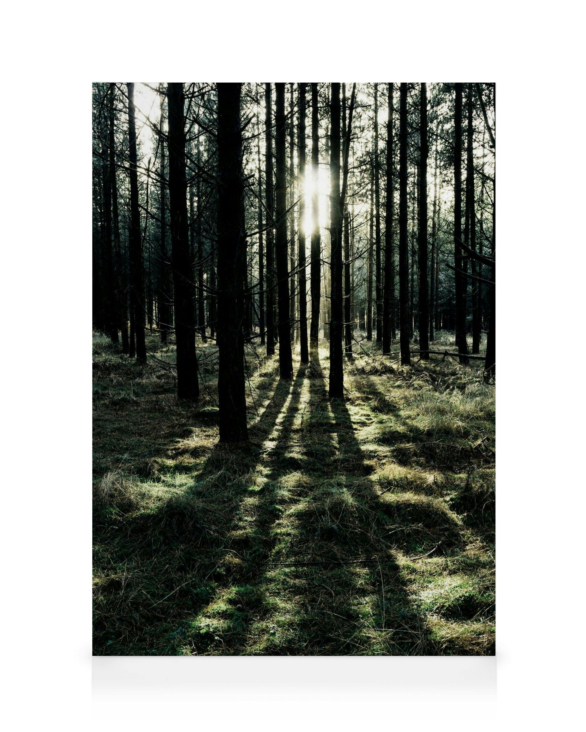 Canvas Prints - Sunlight In Forest Canvas print (50x70 cm - Oak Frame) - Poster Store