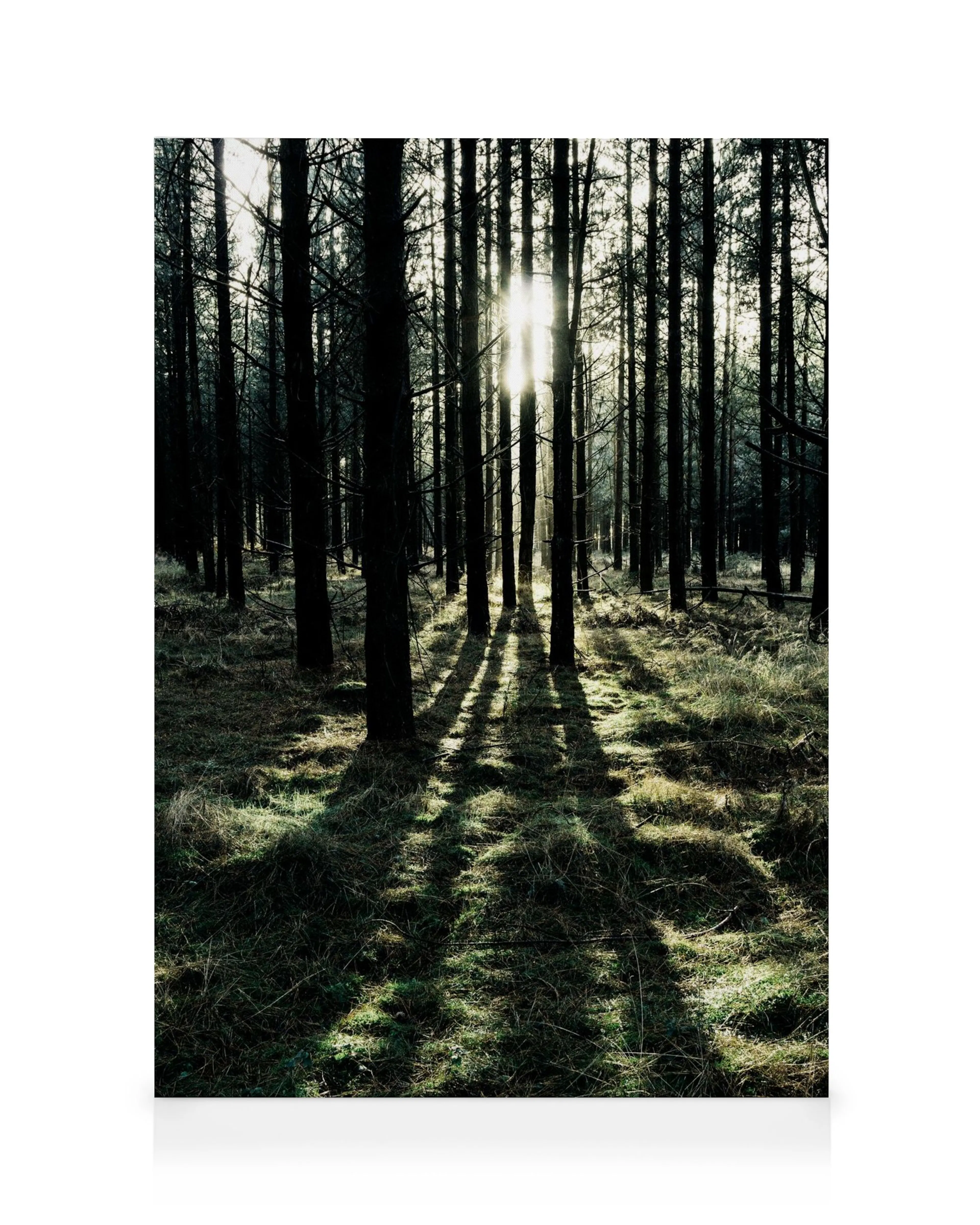 Sunlight In Forest Canvas print 0