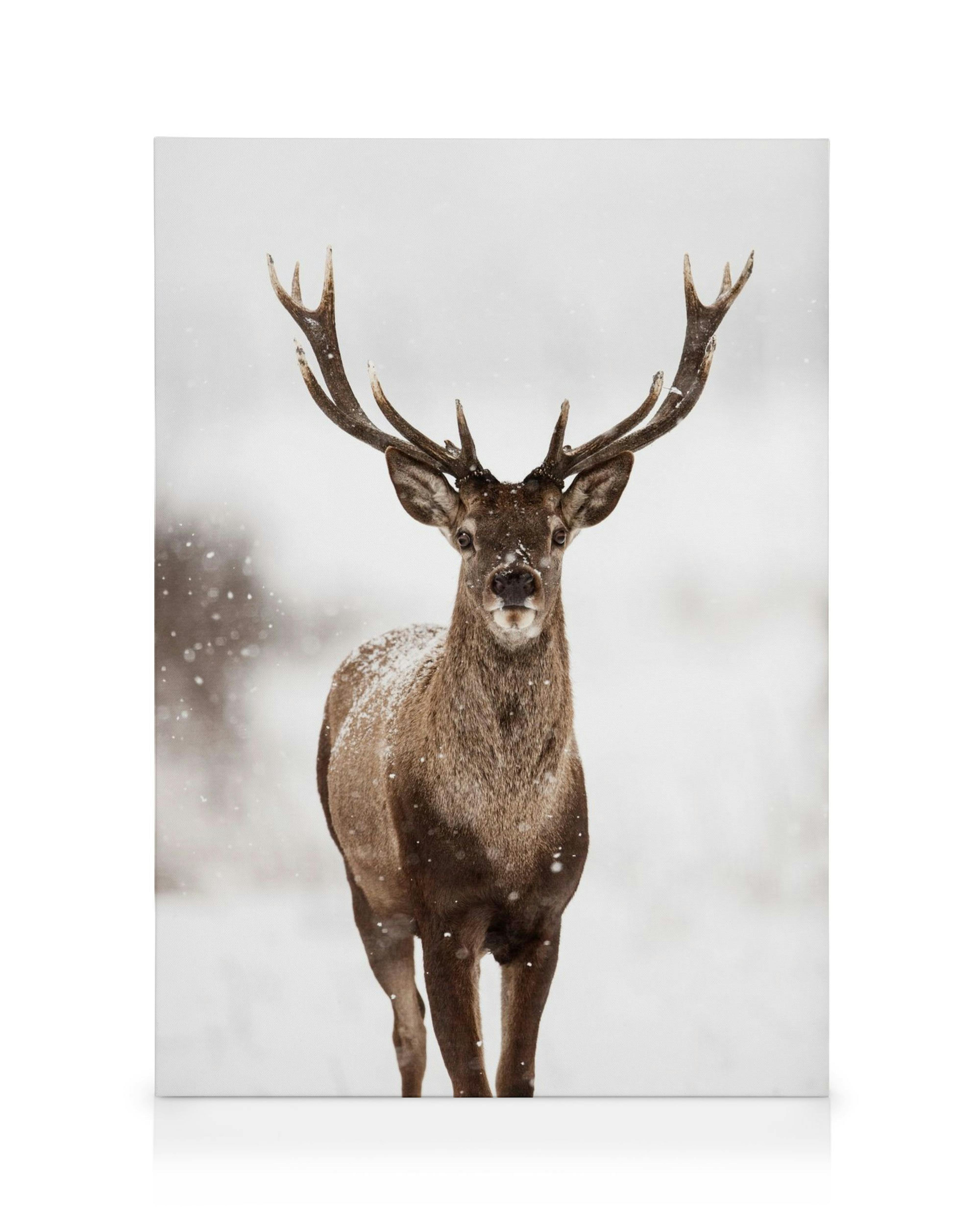 Hirsche Winterlandschaft Leinwandbild 0