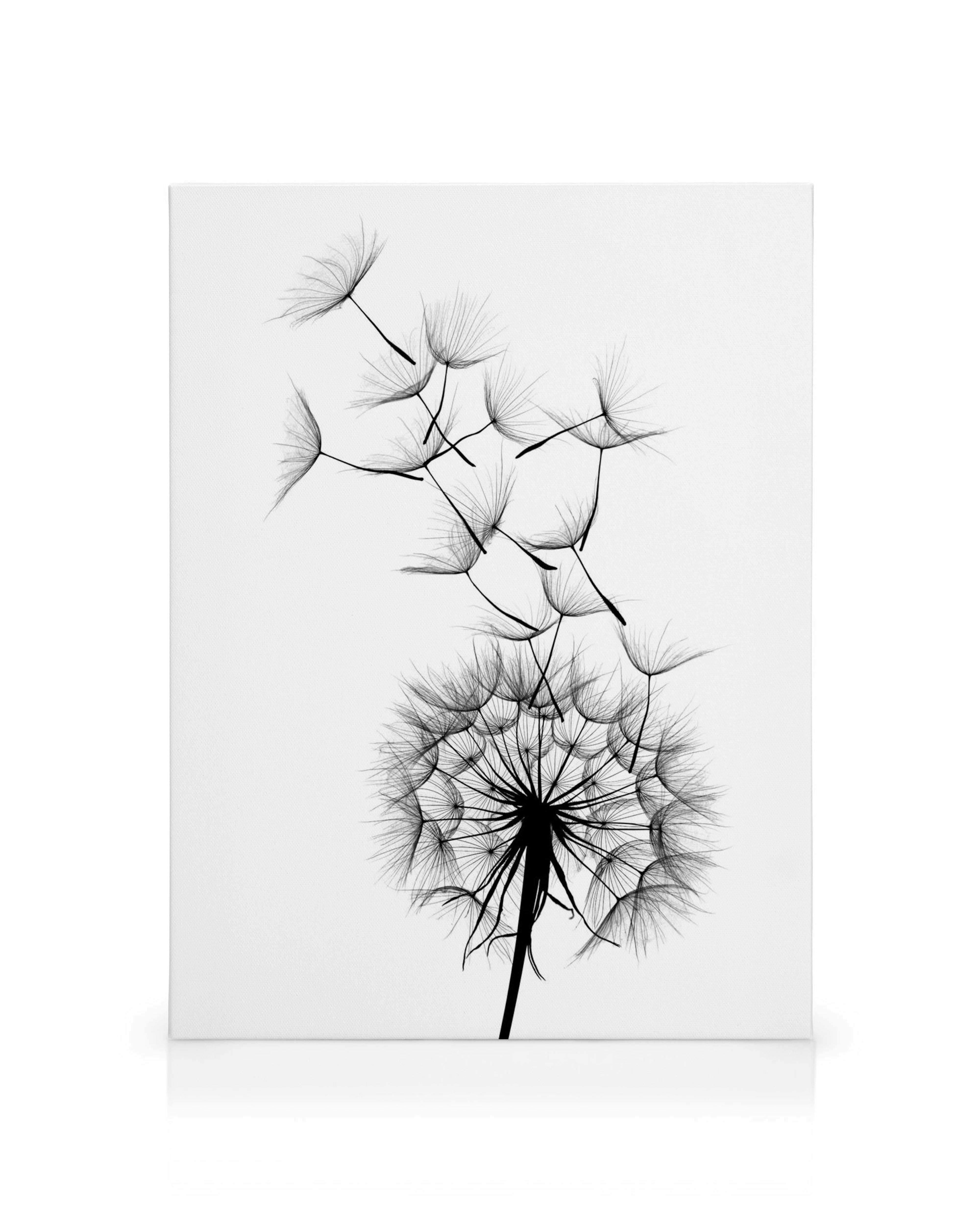 Zwart-wit canvas van een paardenbloem met losvliegende zaadpluisjes op een witte achtergrond.