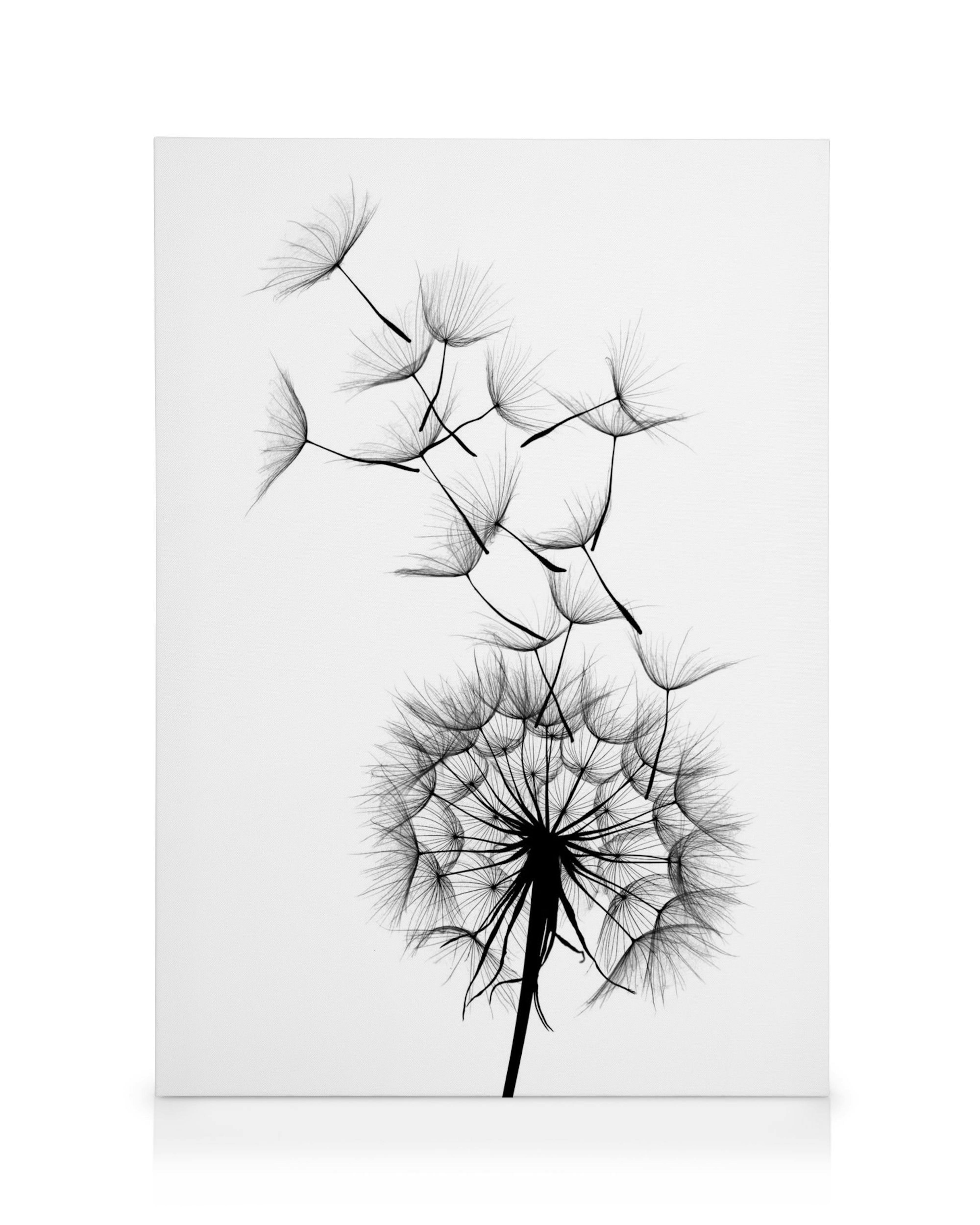A monochrome canvas featuring a dandelion puff with seeds blowing away in the wind.