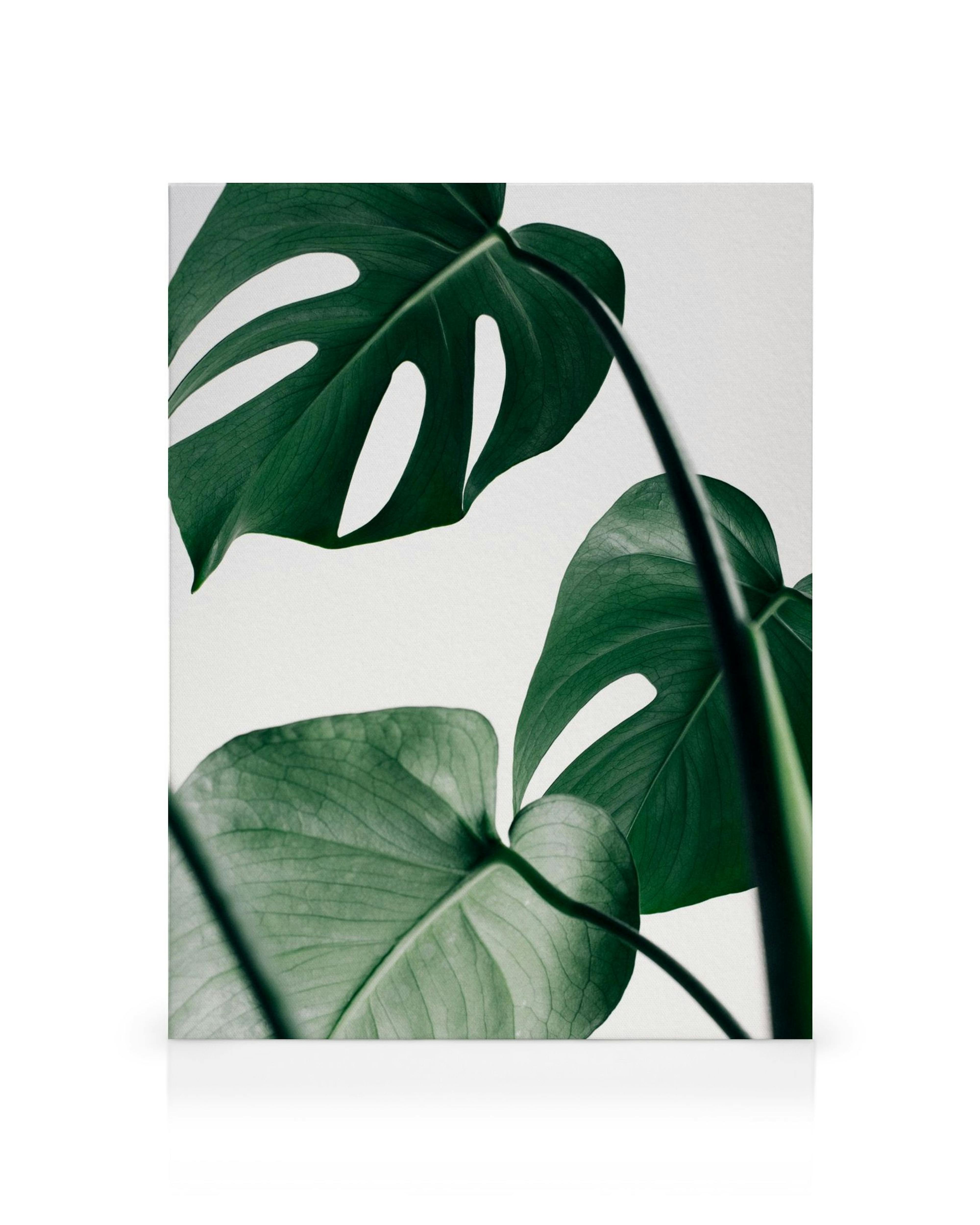 Toile Monstera aux feuilles vertes luxuriantes sur fond blanc épuré.