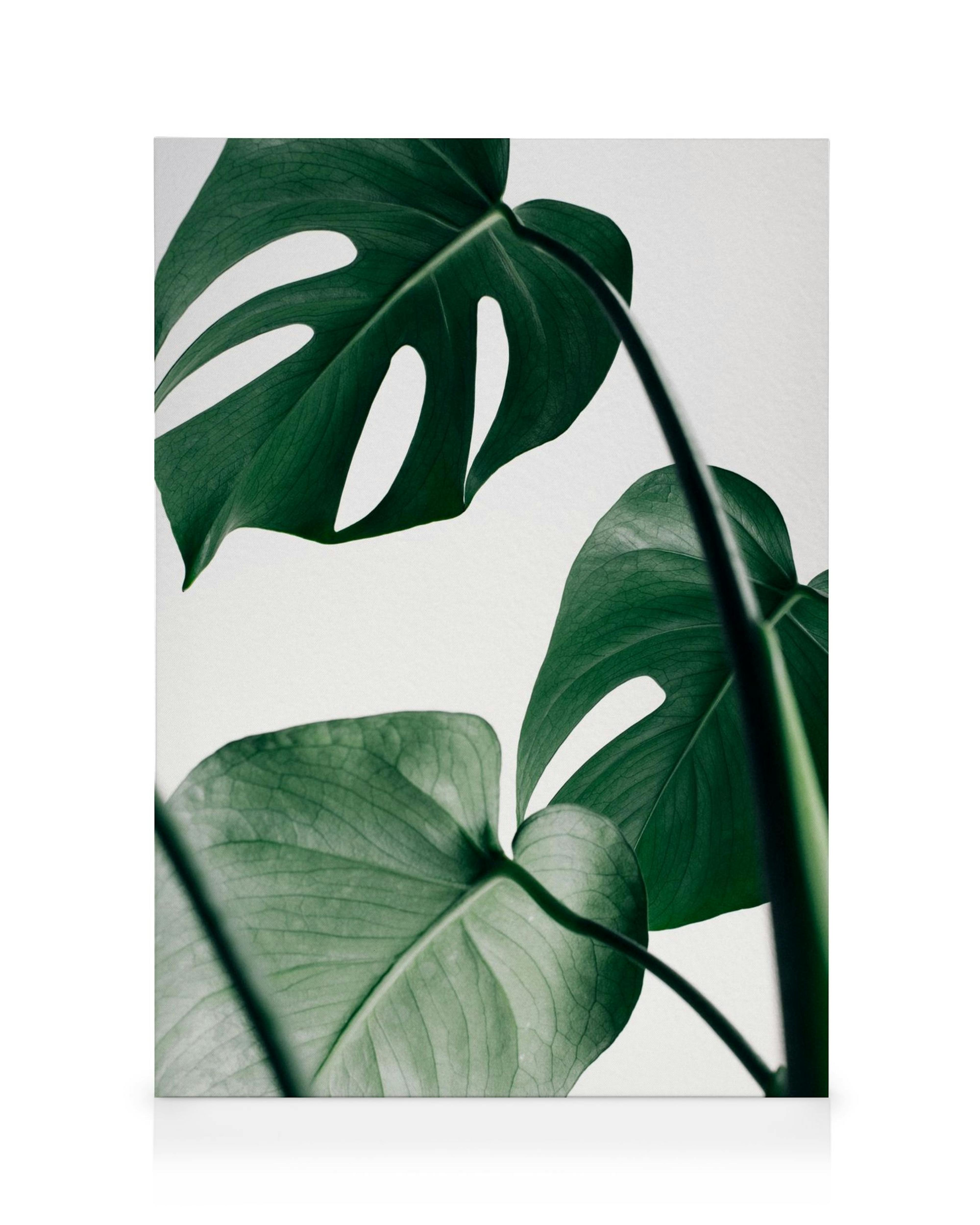 Leinwandbild mit mehreren grünen Monstera-Blättern auf weißem Hintergrund, mit Fokus auf die Blattstruktur.