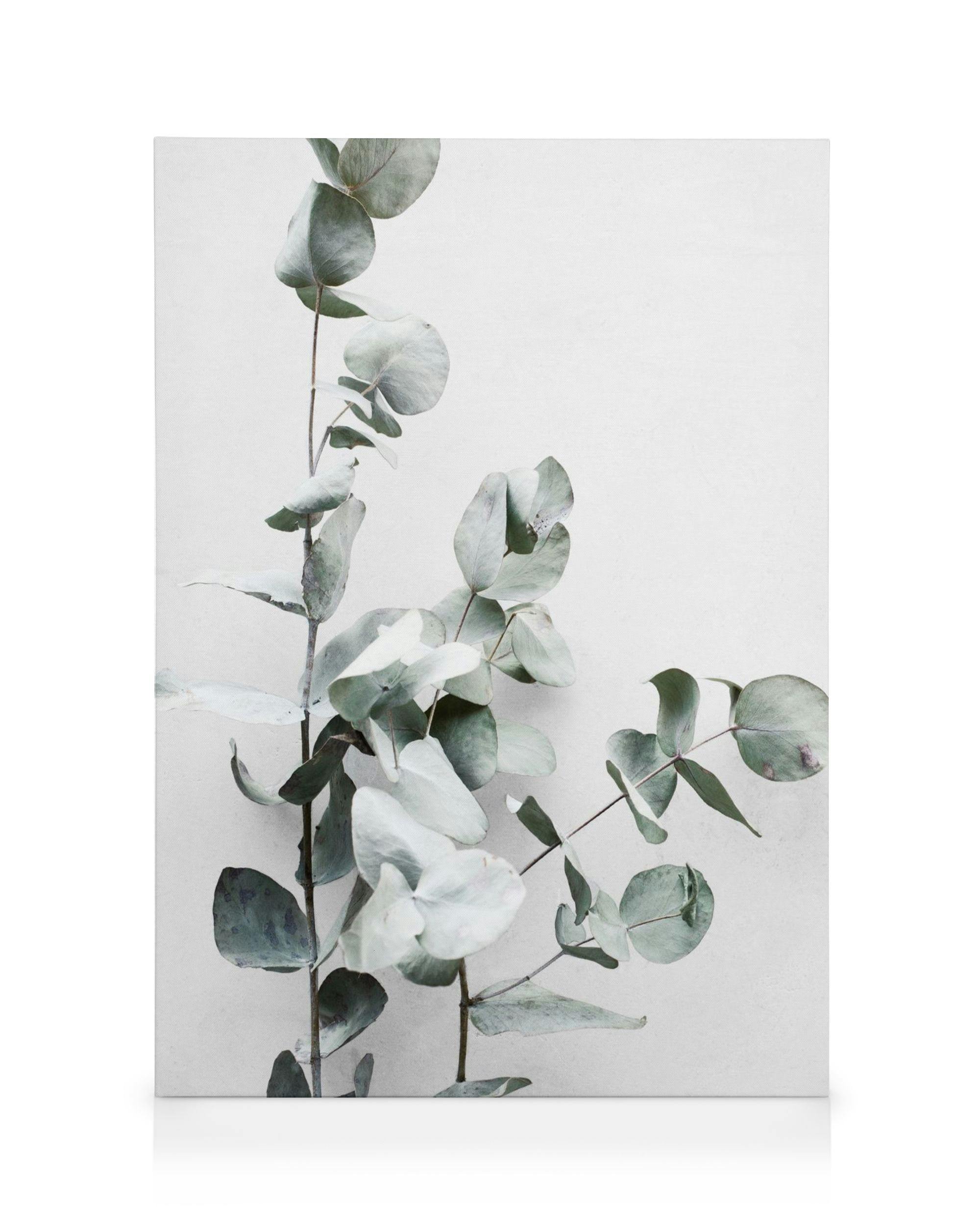 Eucalyptus Twigs No1 Canvas print (30x40 cm - Oak Frame) - Poster Store High Quality Picture Frames