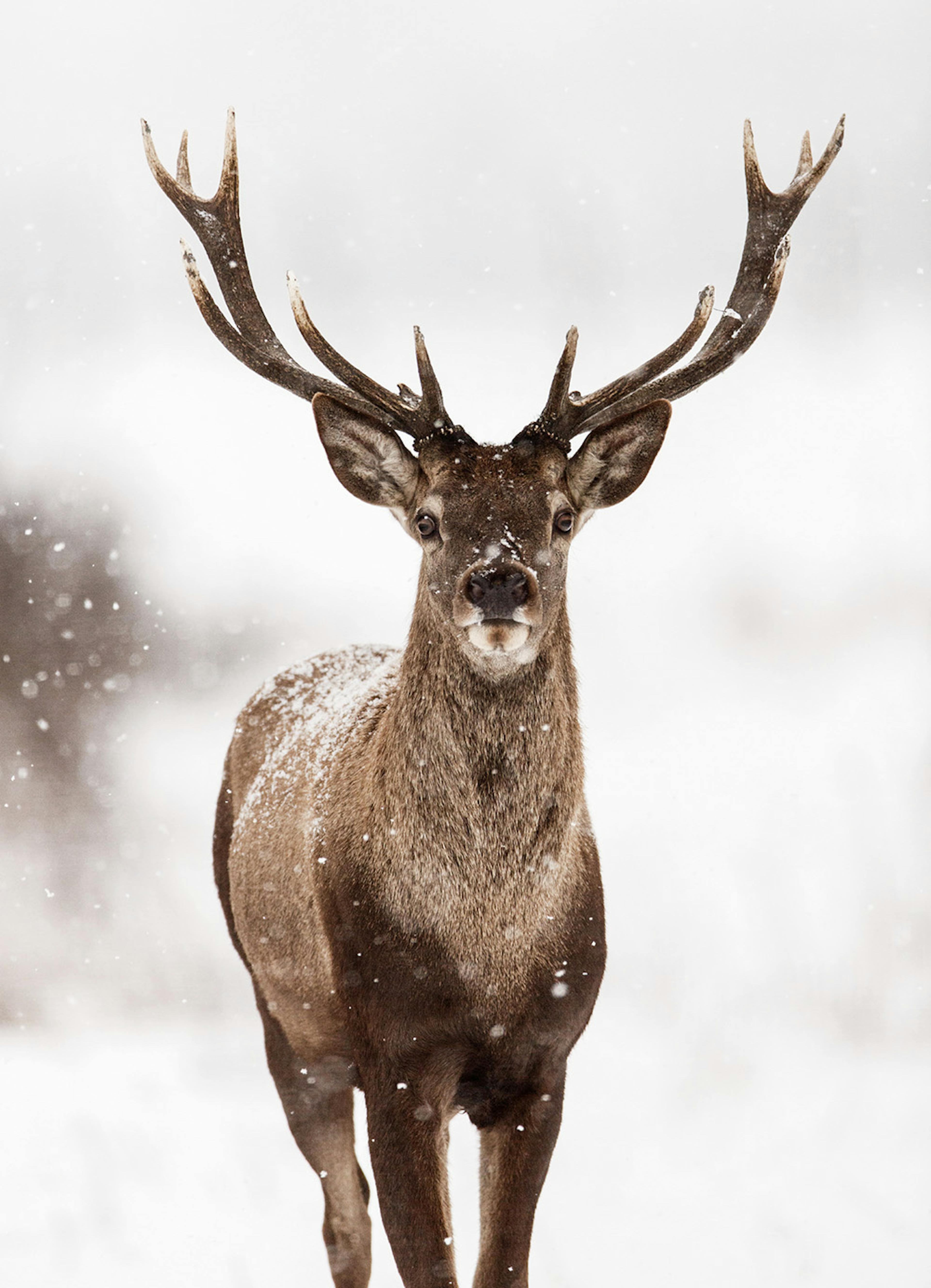 Poster con maestoso cervo reale in piedi nella neve, coperto di fiocchi di neve.