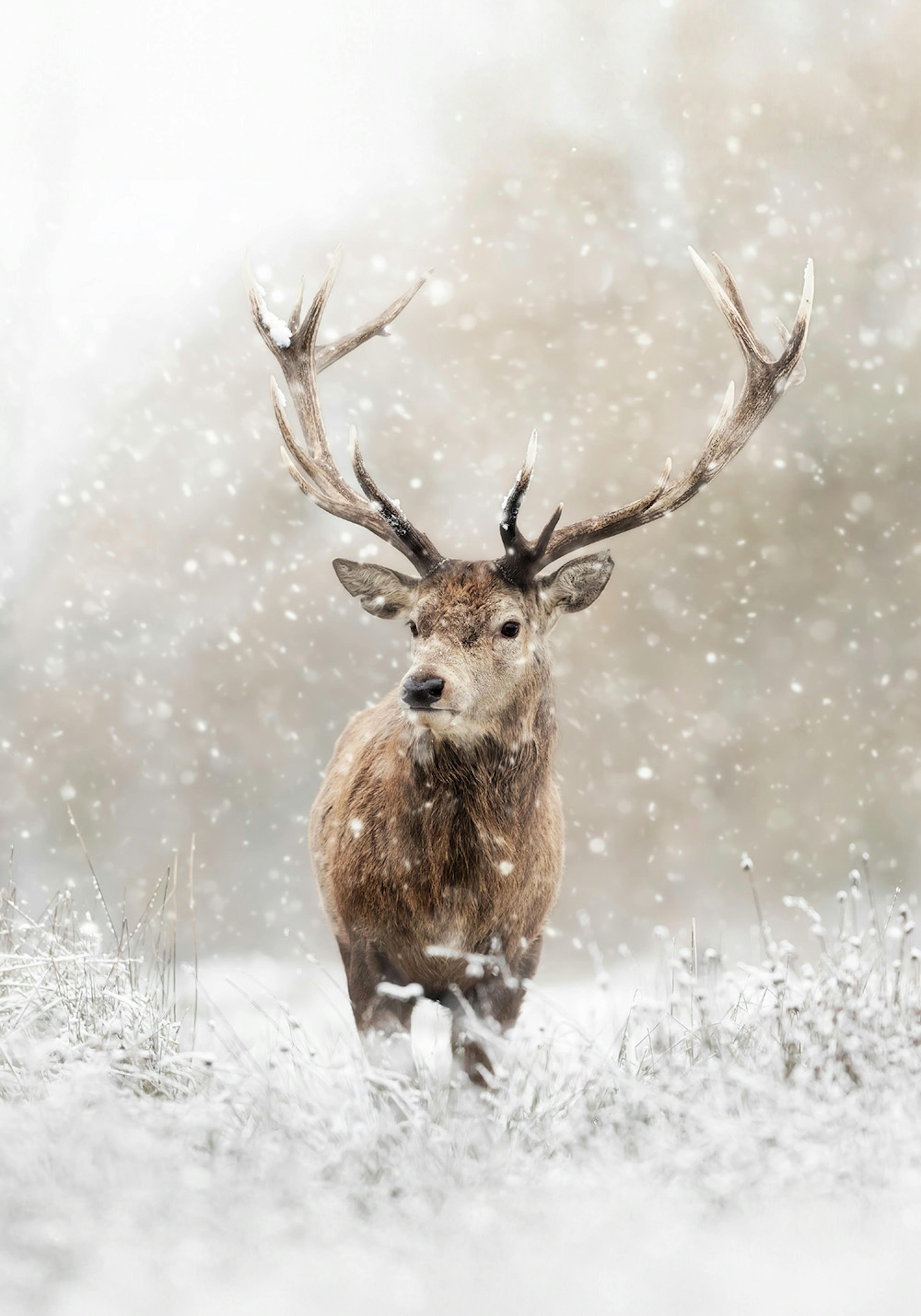 Poster eines Rothirschs im Schnee, von vorne gesehen, mit großen Geweihen und schneebedecktem Fell.
