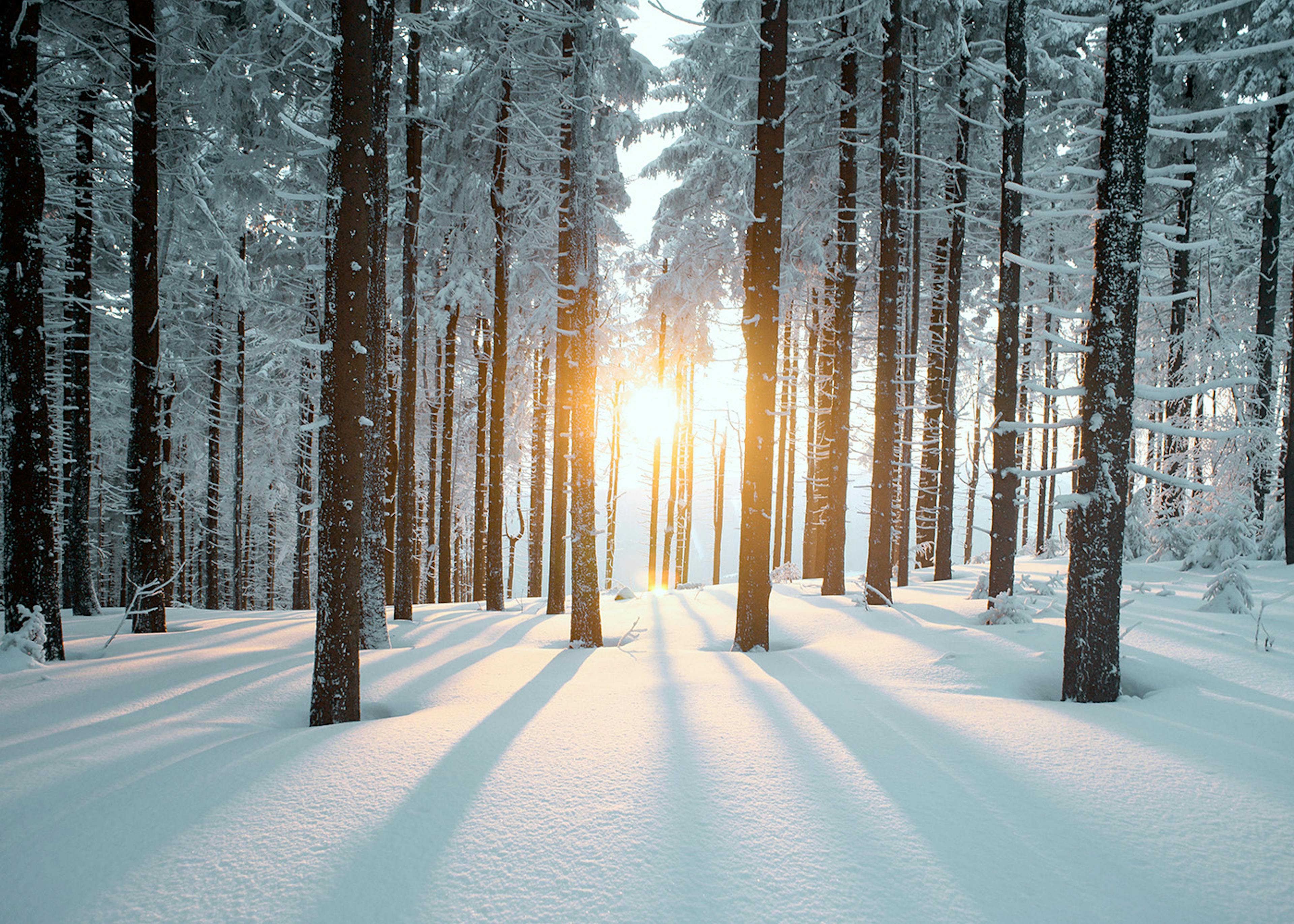 Sun Beam Forest Poster 0