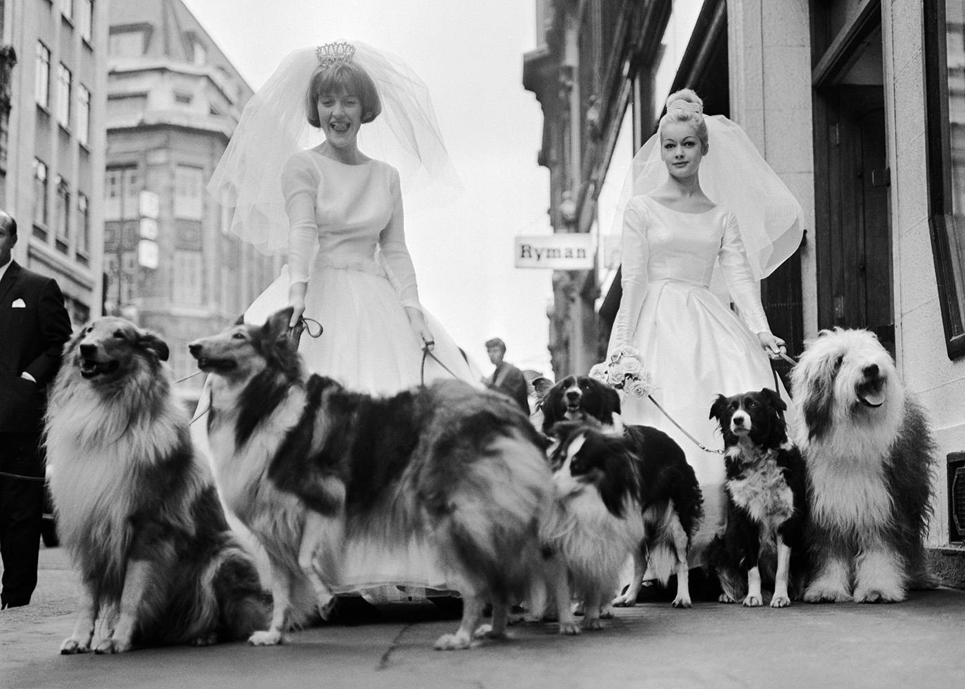 Soho Sheep Dogs Poster 0