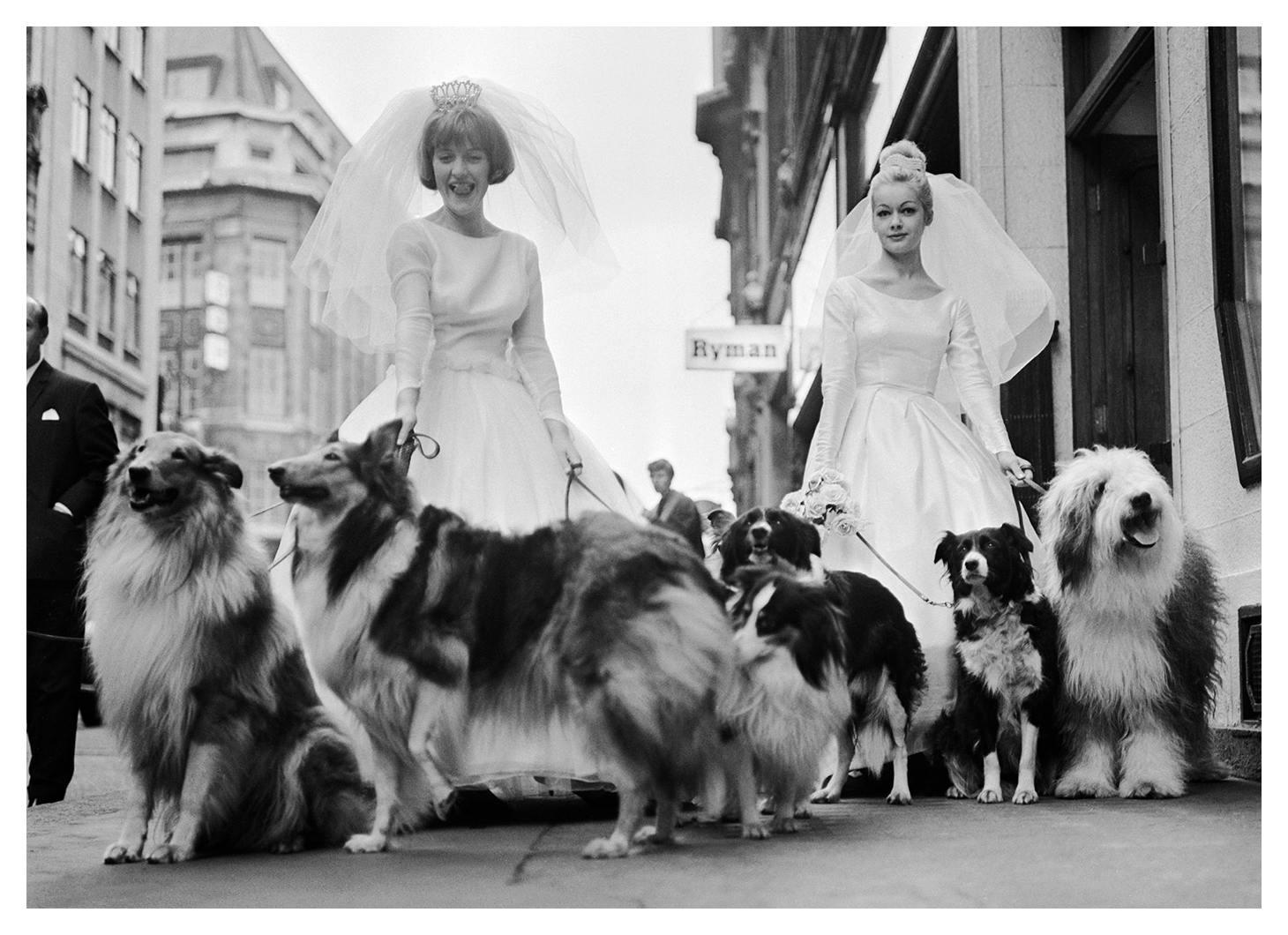 Soho Cani da Pastore Poster (70x100 cm) - Poster Store