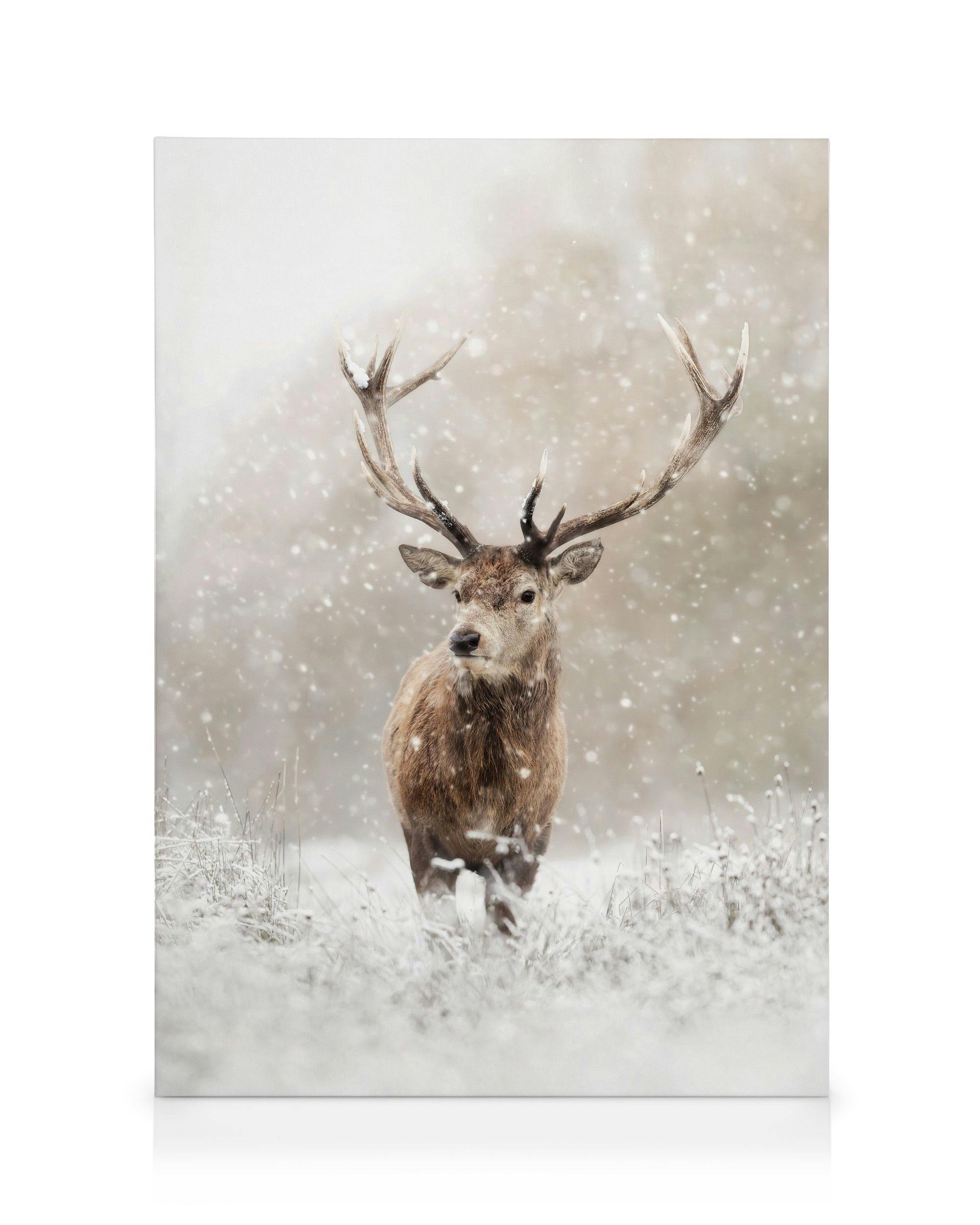 Hert in Sneeuwval Canvas (70x100 cm - Fotokaders zwart) - Poster Store