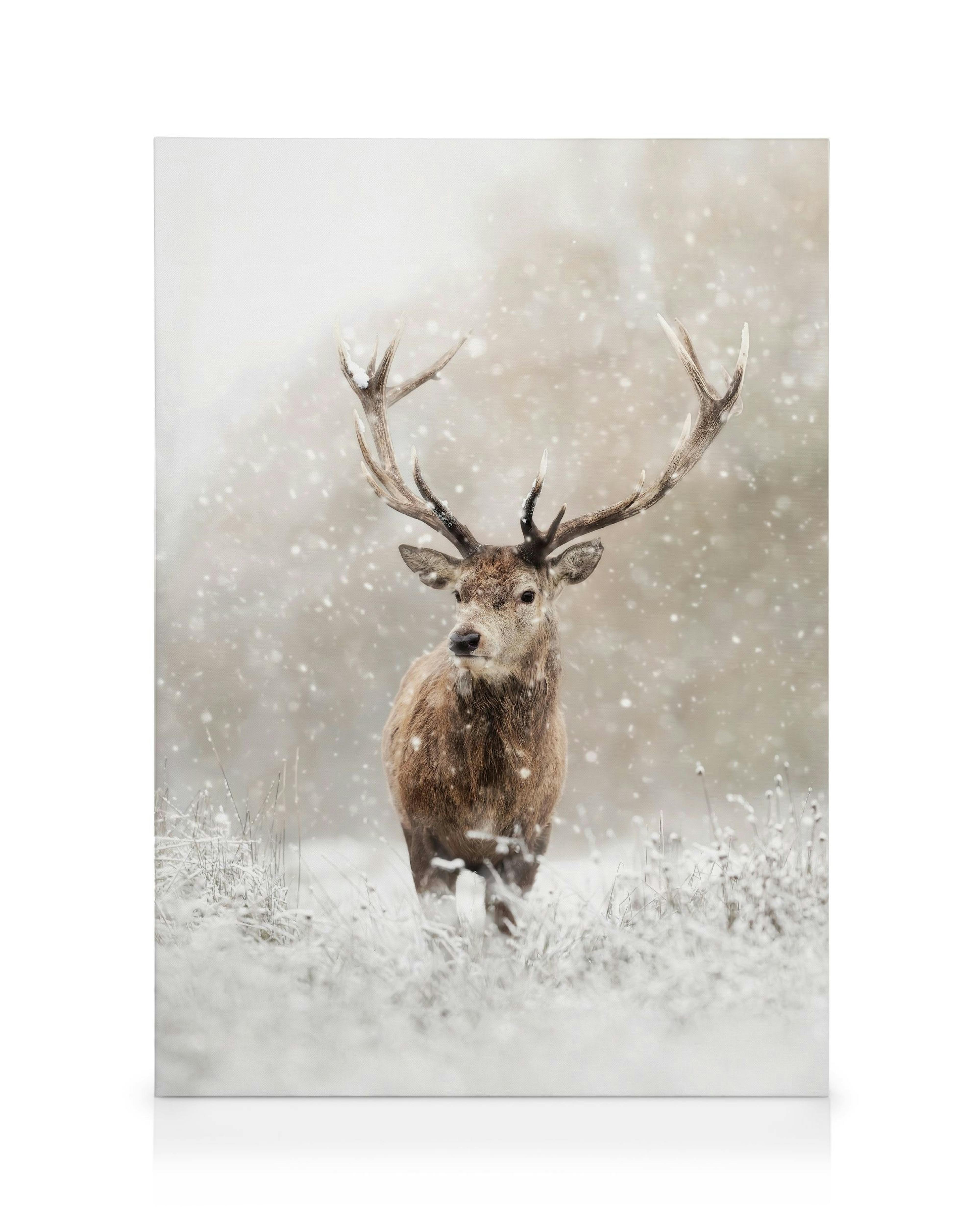 Cerf dans la Neige Toile 0