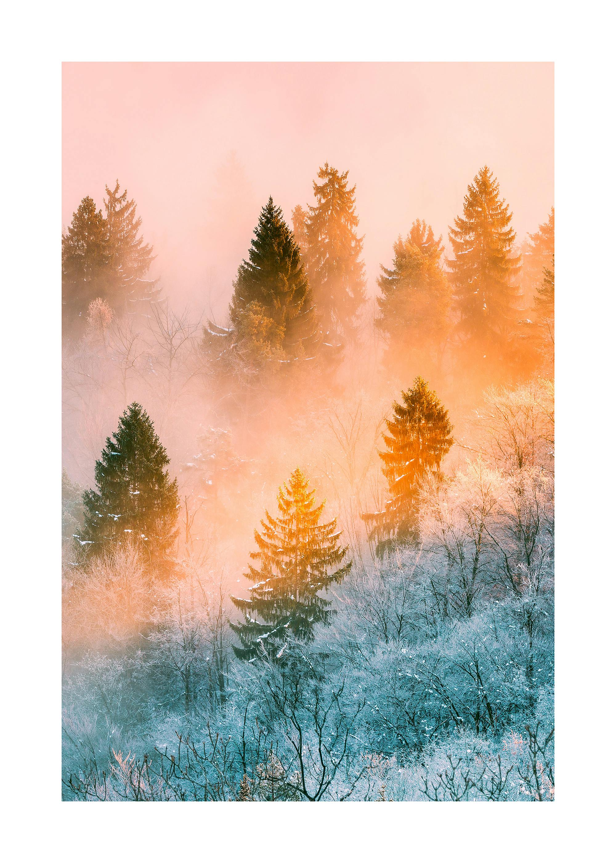 Winter Forest With Pink Sunrise Poster 0