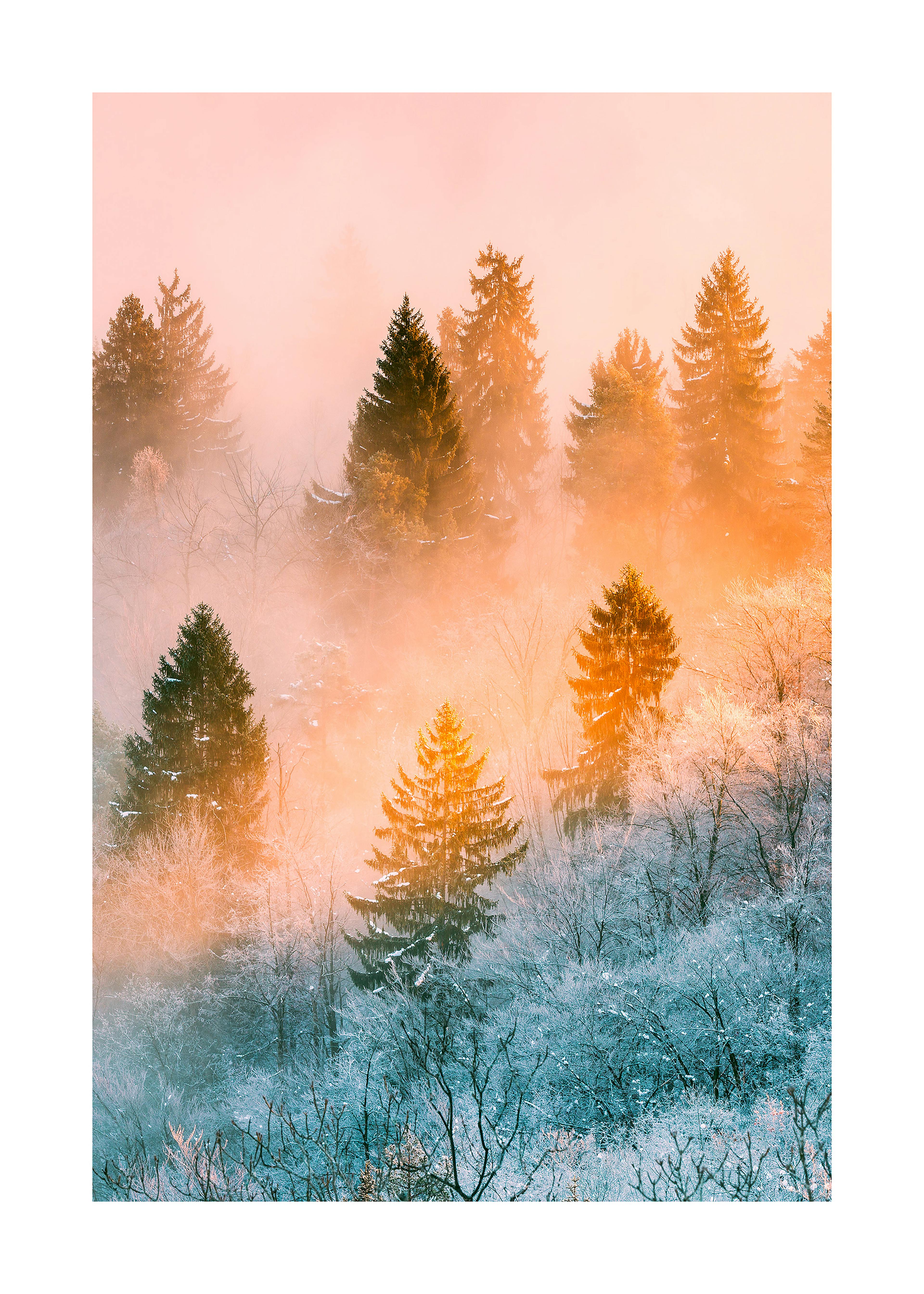 Winter Forest With Pink Sunrise Poster 0