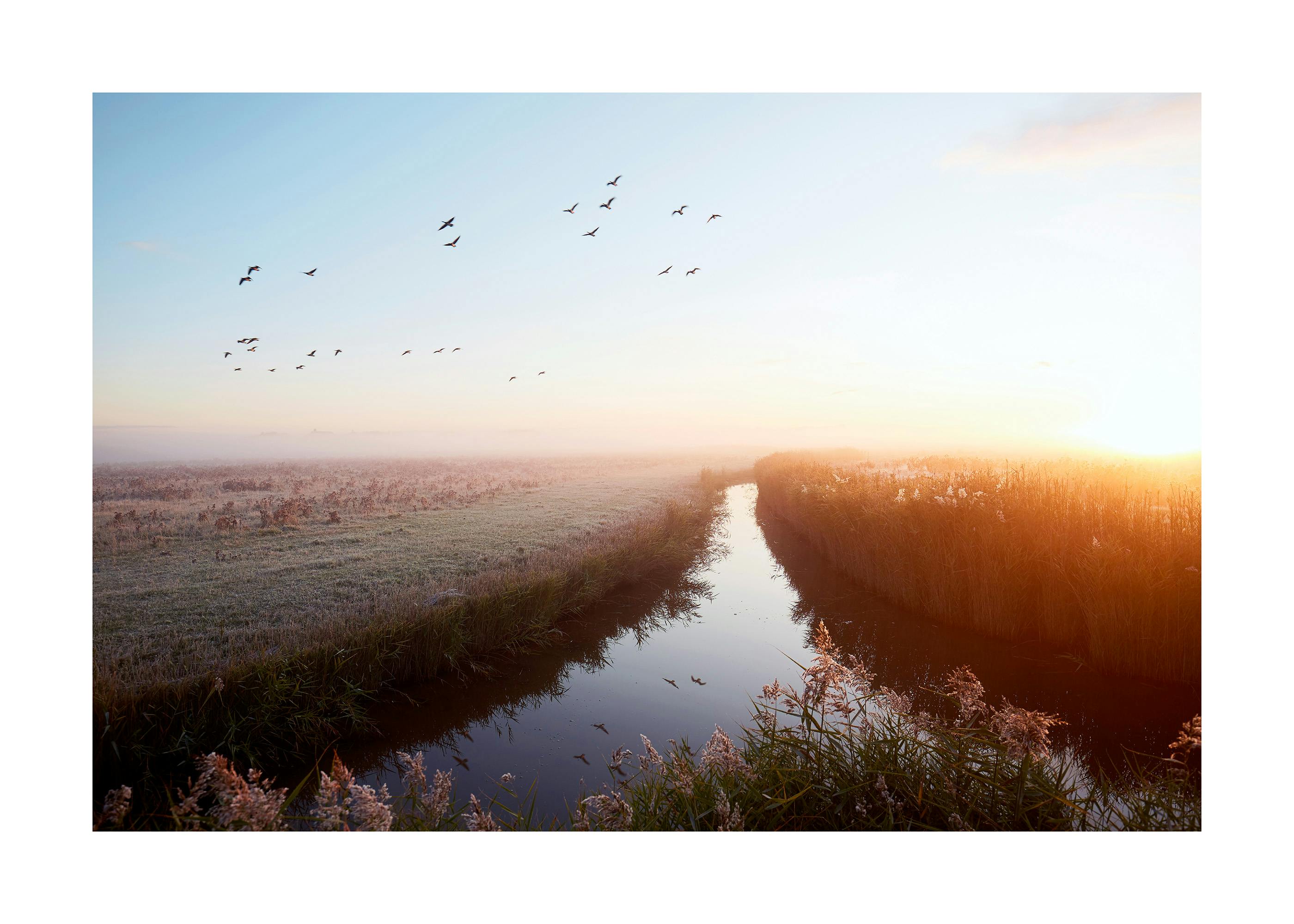 Flying Geese at Sunrise Poster 0