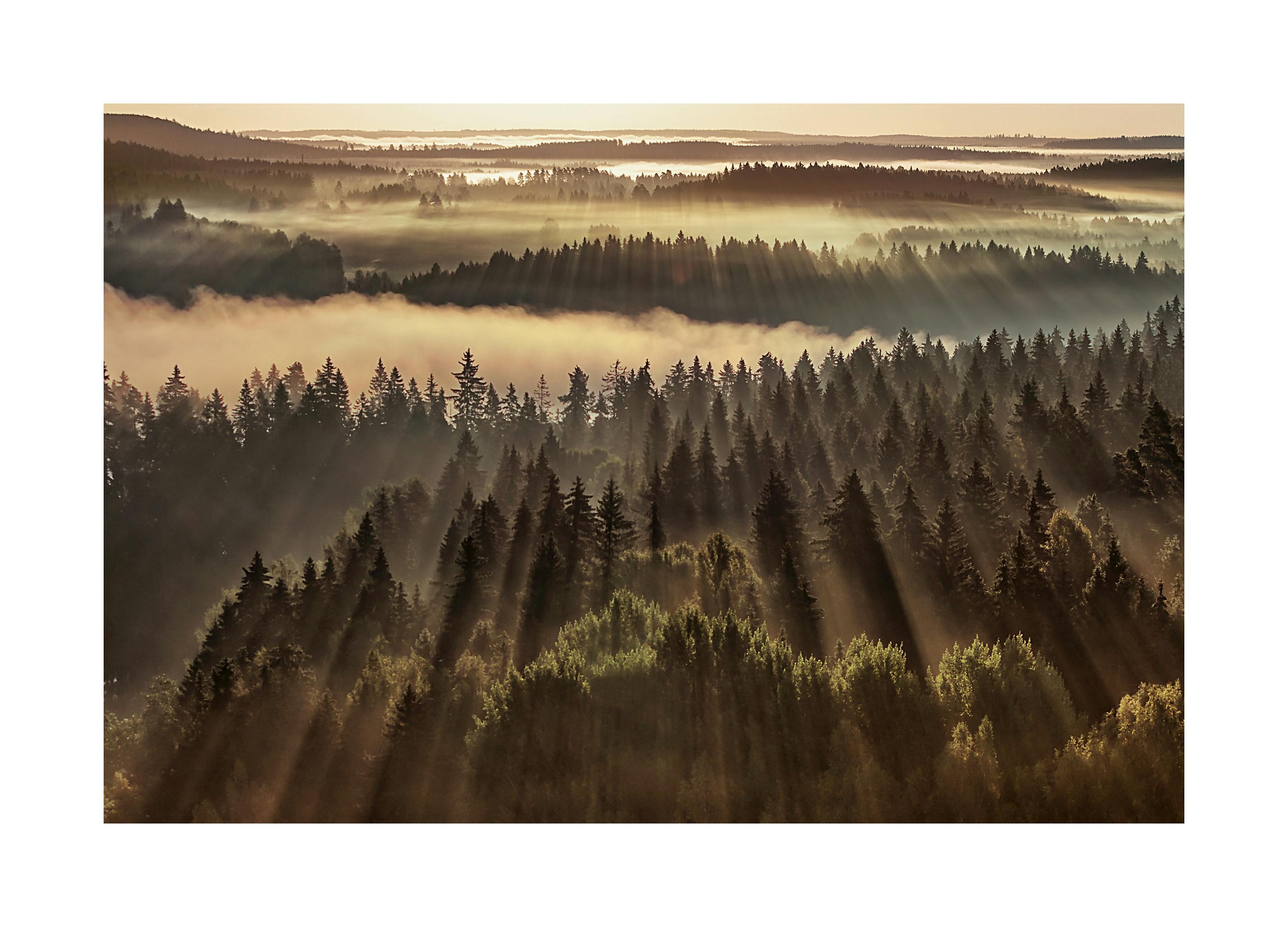 Forest Sunbeams Poster (50x70 cm) - Poster Store