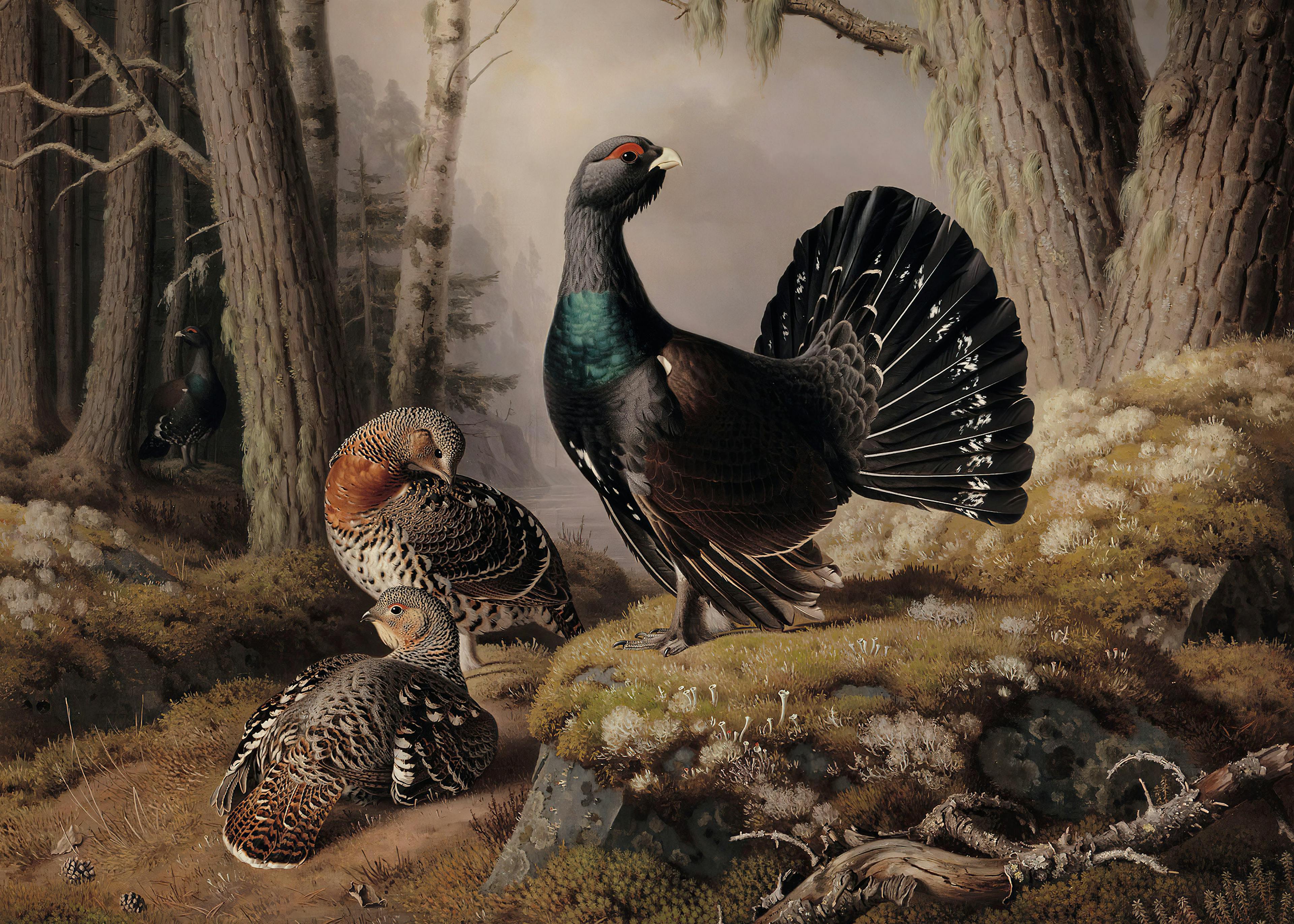 Ferdinand von Wright - Baltsende Auerhanen Poster 0