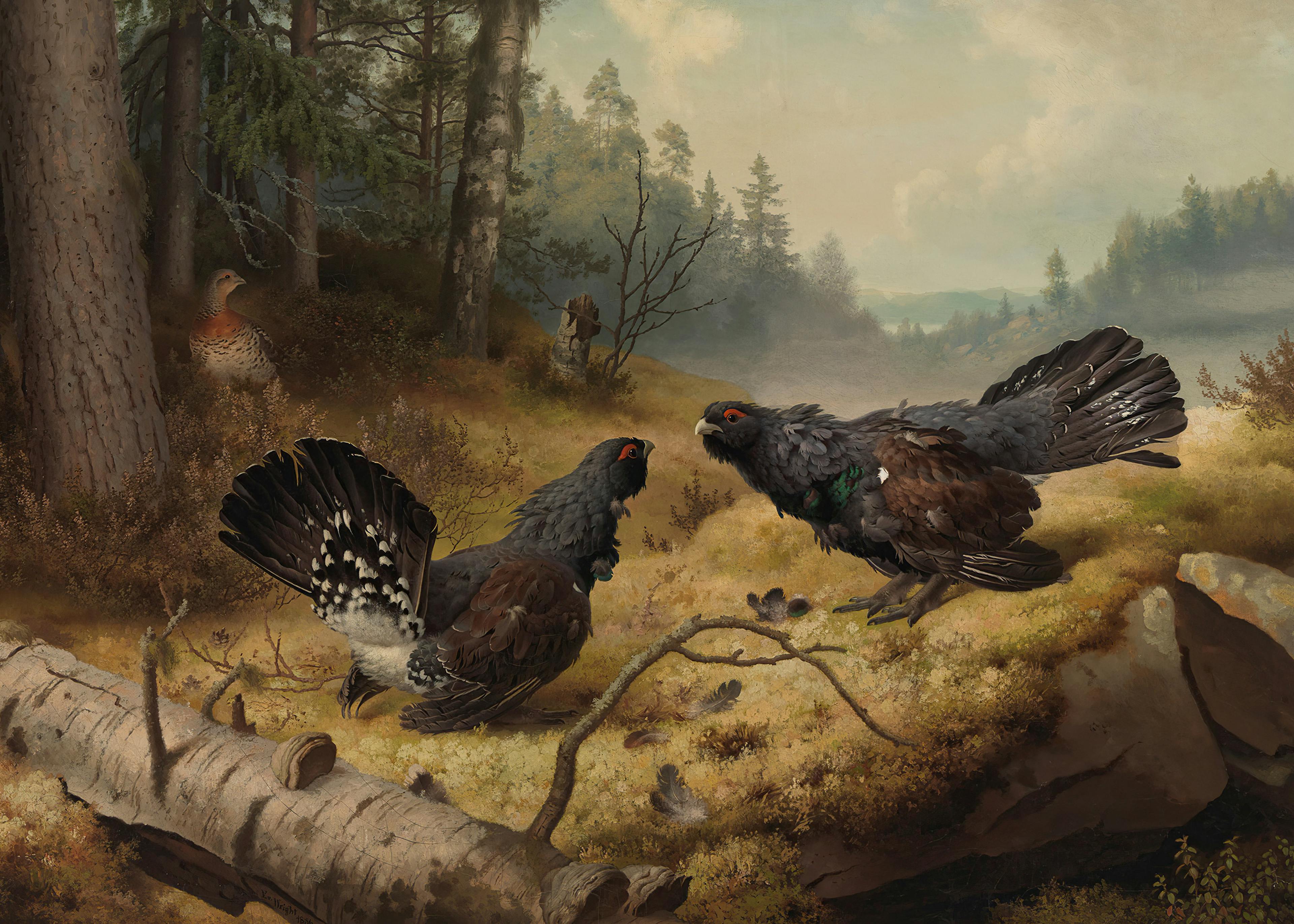 Ferdinand von Wright - De Vechtende Auerhanen Poster 0