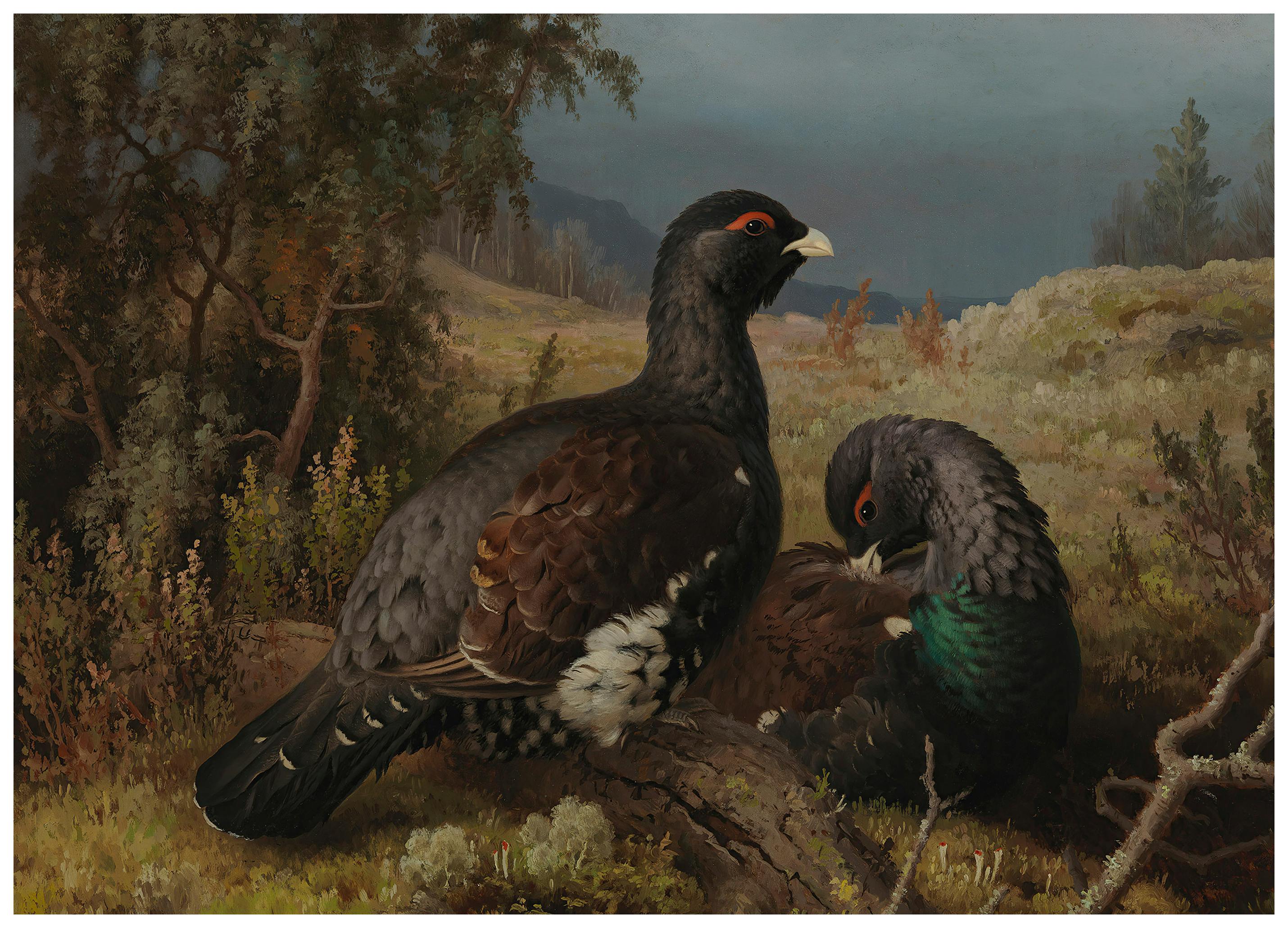 Ferdinand von Wright - Urogallos Póster (40x50 cm) - Poster Store