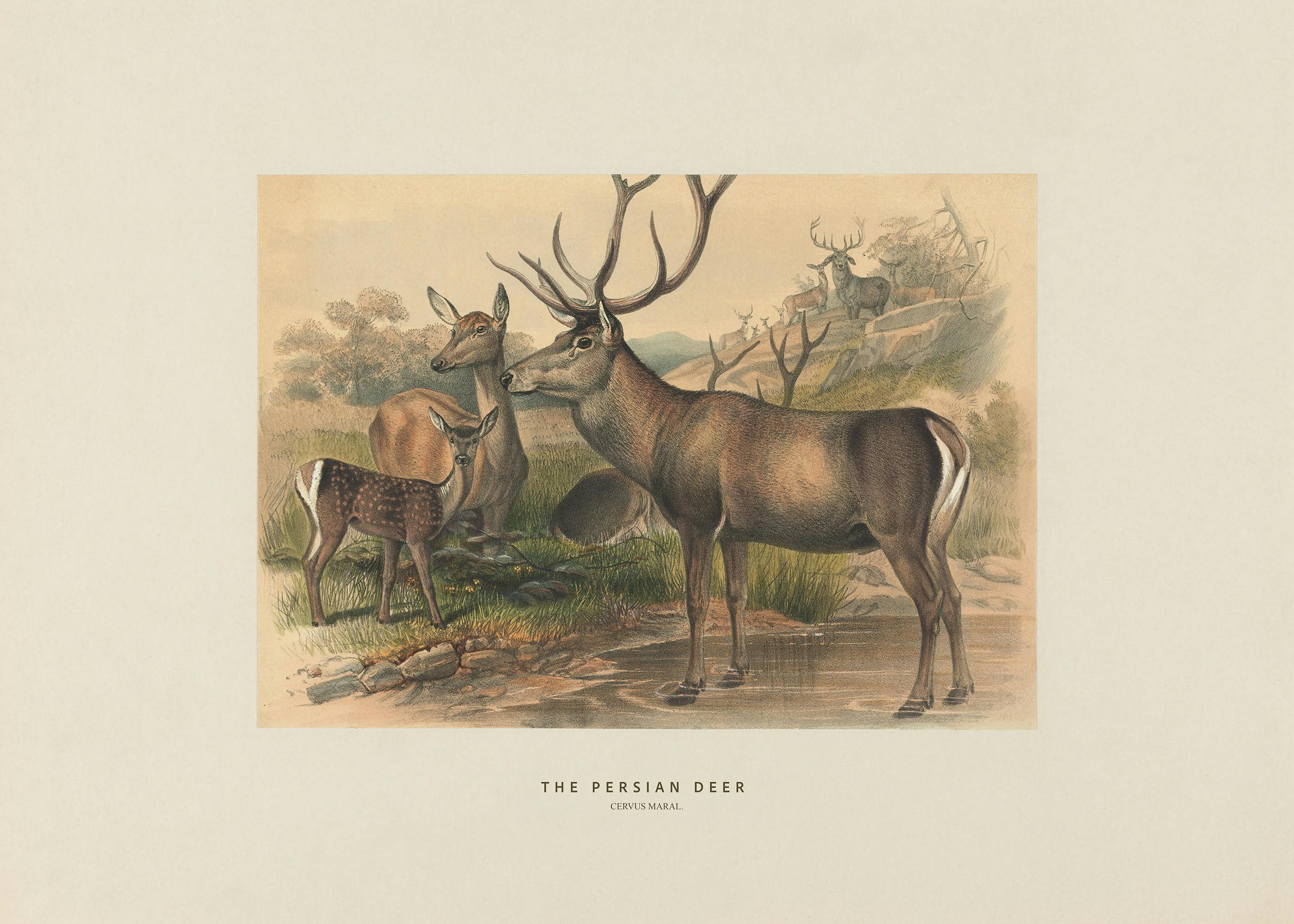 Joseph Wolf - Perský jelen plakát 0