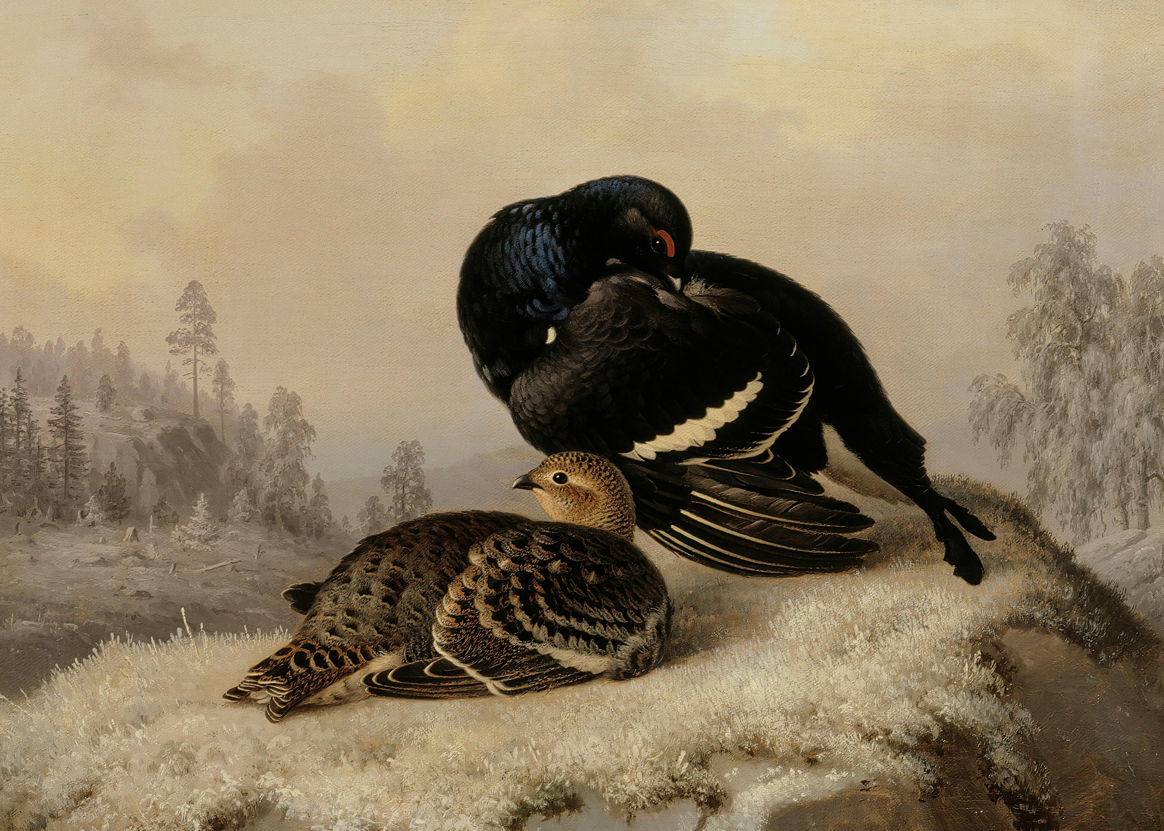 Ferdinand von Wright - Korhoen, Haan en Hen Poster 0