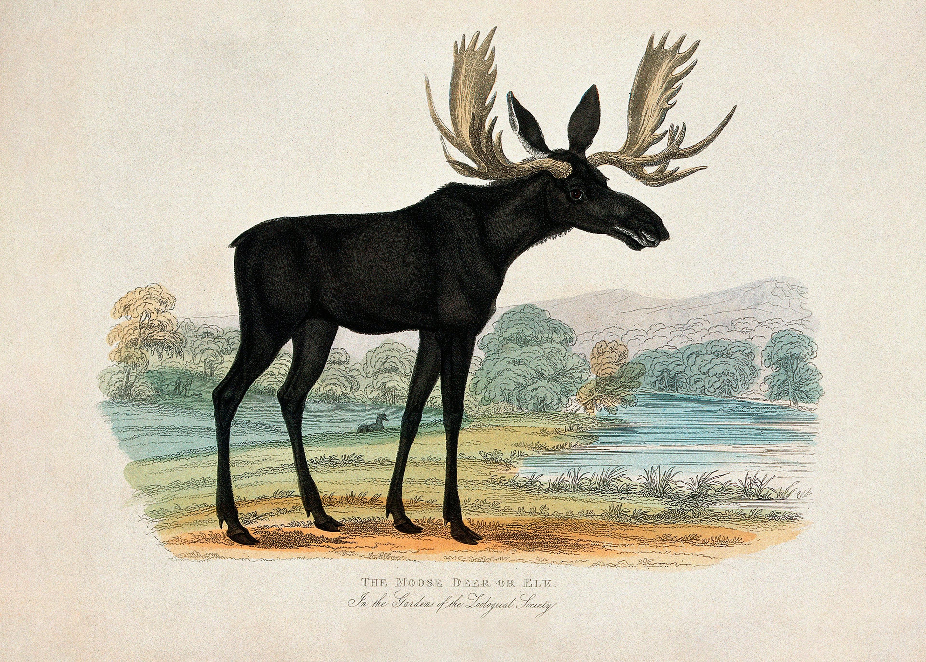 Eland, Hert en Wapiti Poster 0